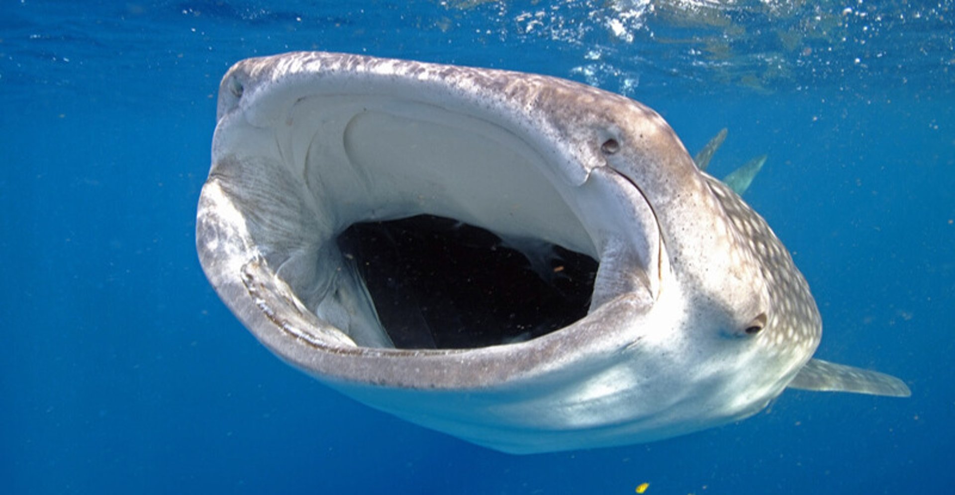 Surina qui touche 2 requins tigres