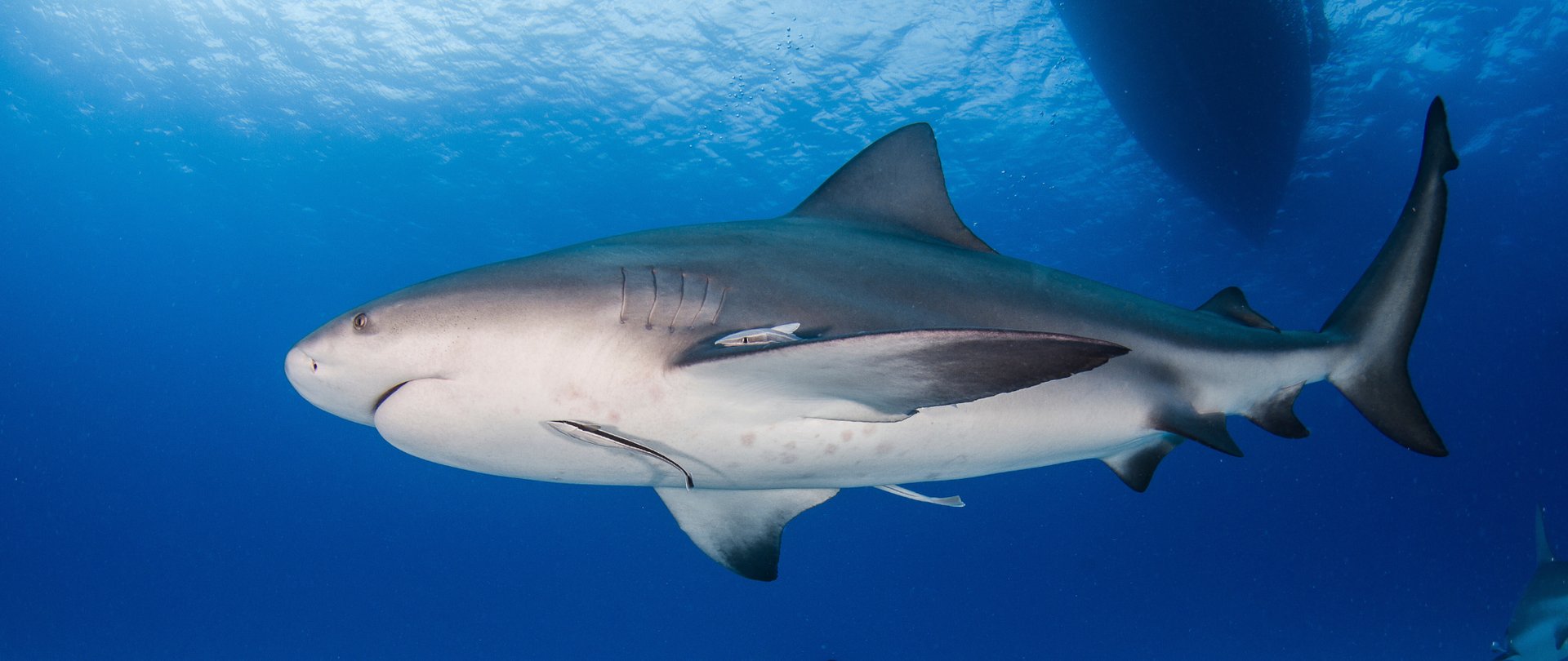 requin baleine avec des poissons pilotes et un plongeur