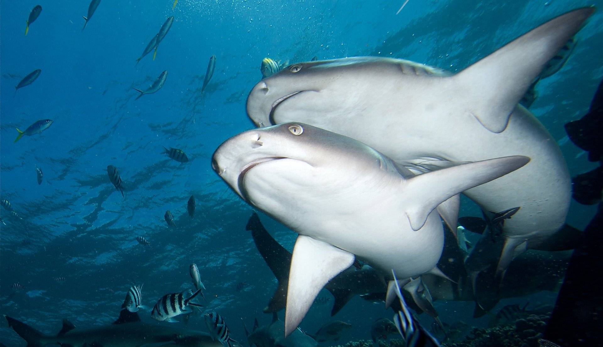 requin-pointes-noires