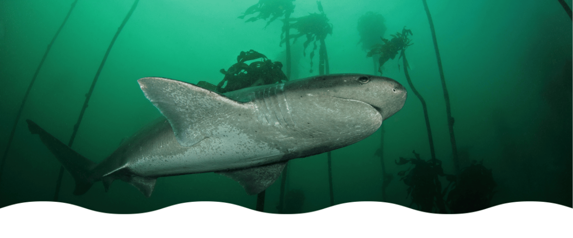 requin plat nez vue de dessous, dans une mer verte avec des grandes algues