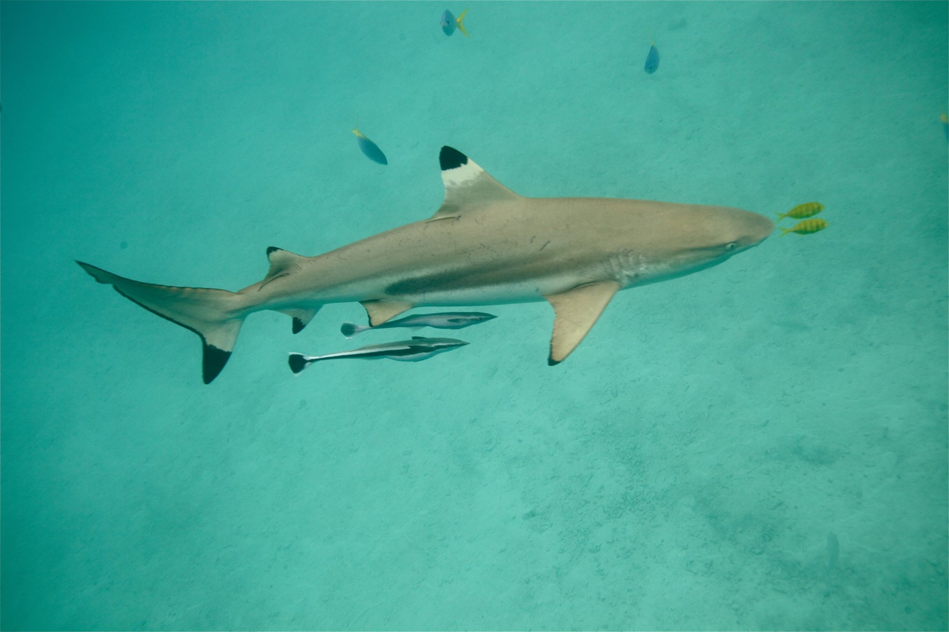 requin-pointes-noires