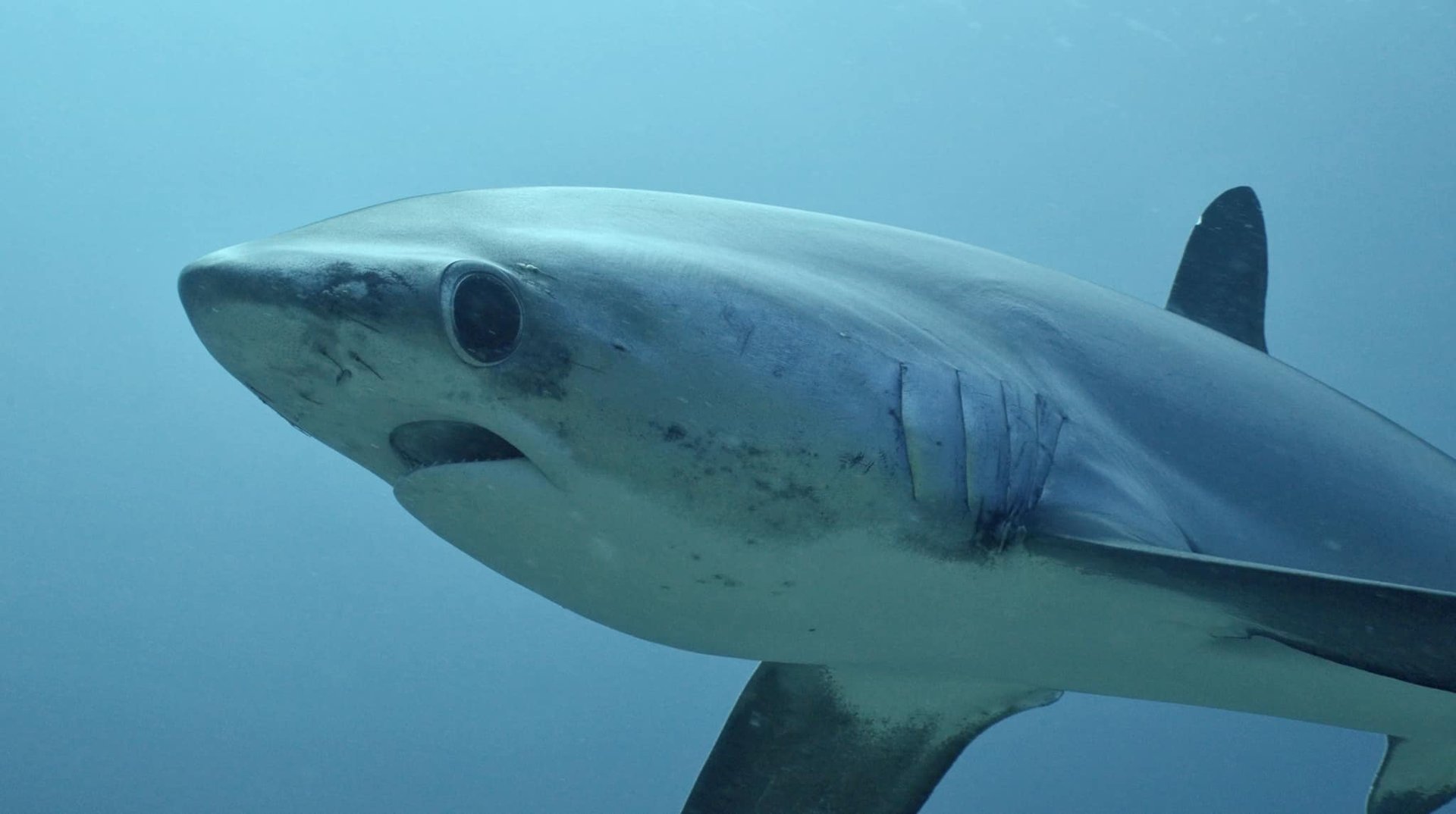 requin baleine avec des poissons pilotes et un plongeur