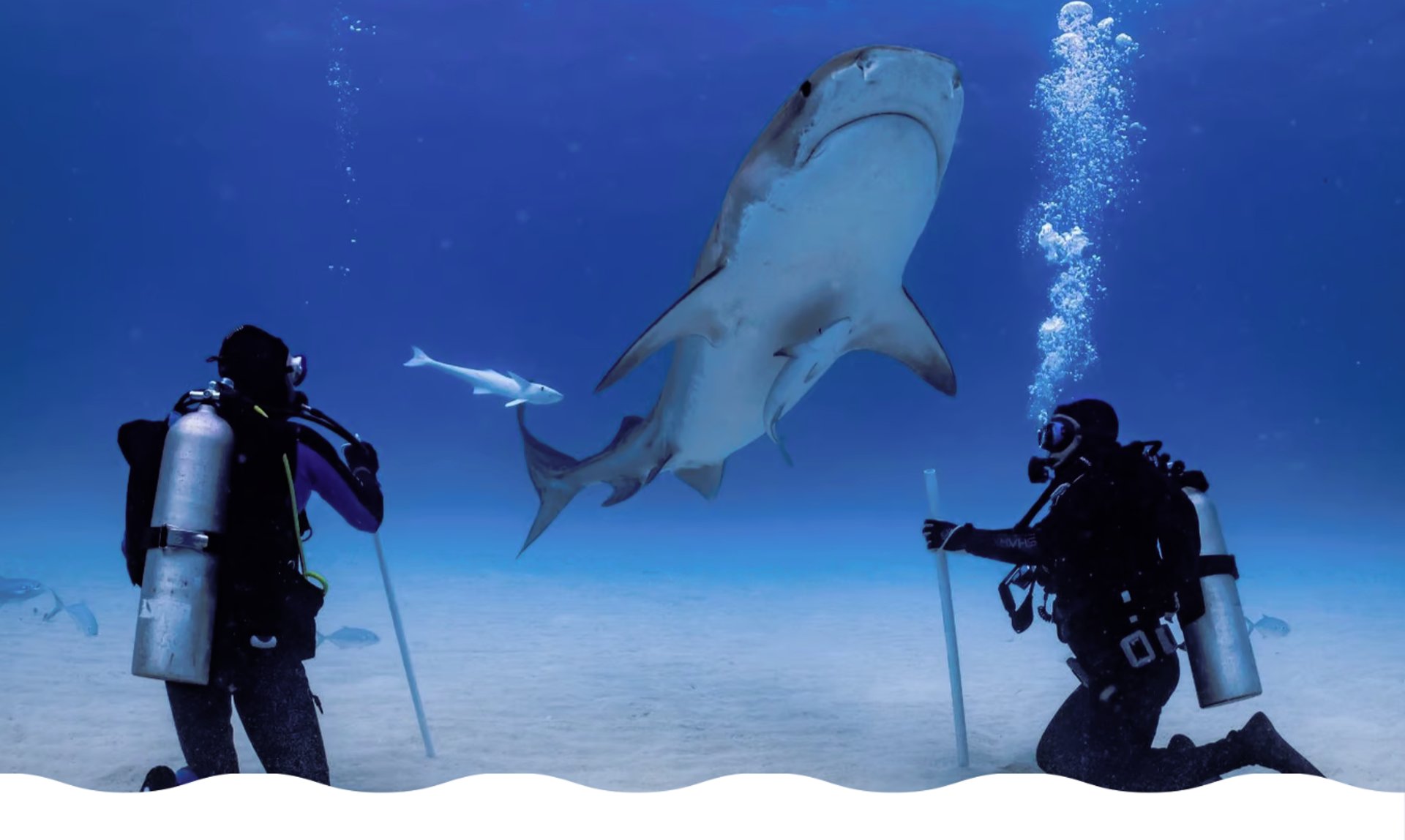 requin-pointes-noires