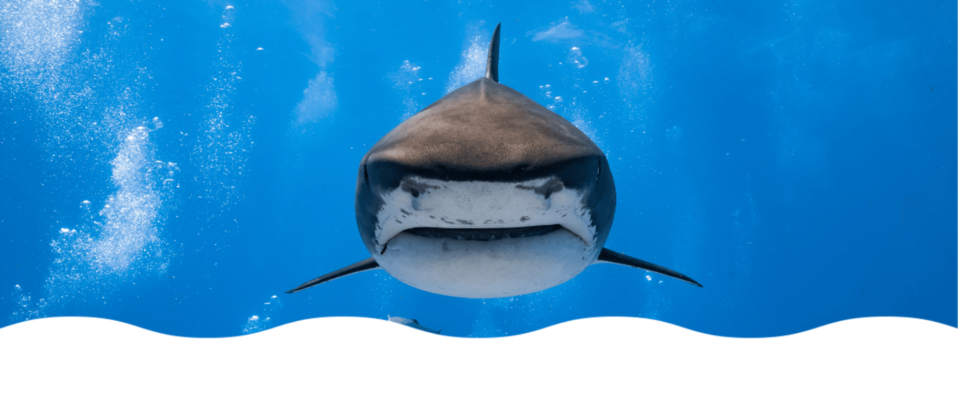 Surina qui touche 2 requins tigres