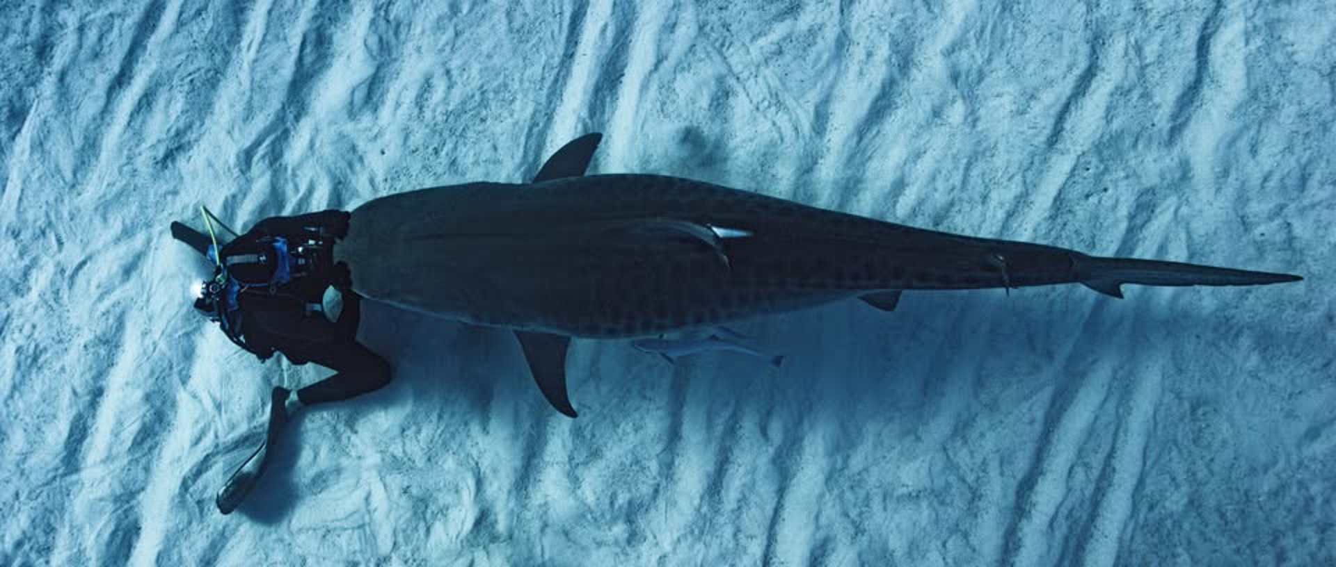 requin tigre 2 plongeurs à genoux