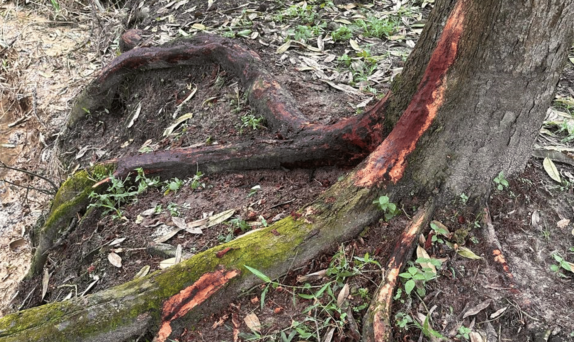 black and brown leather padded tub sofa