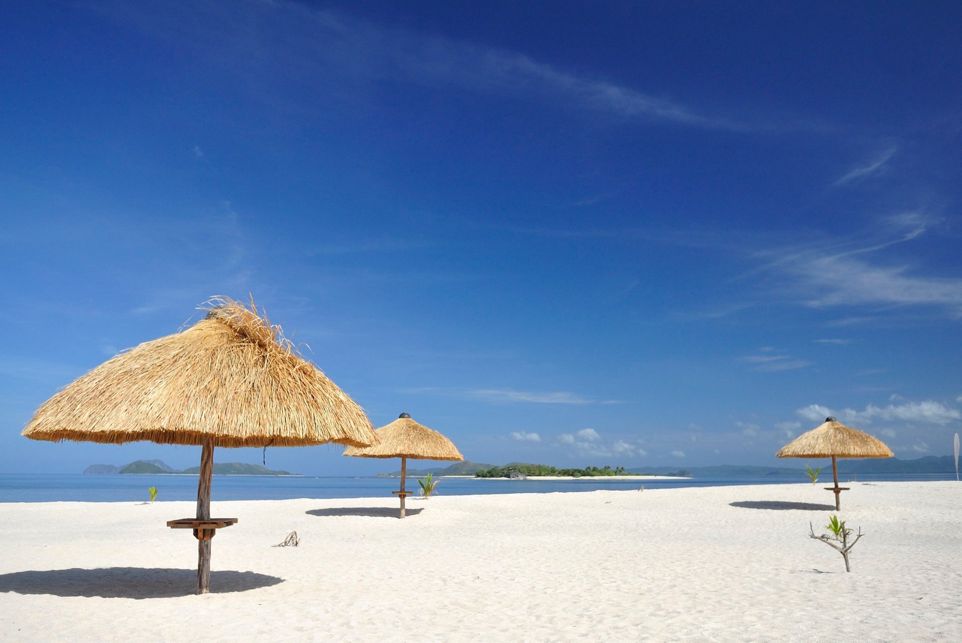 silhouette of coconut tree during sunset