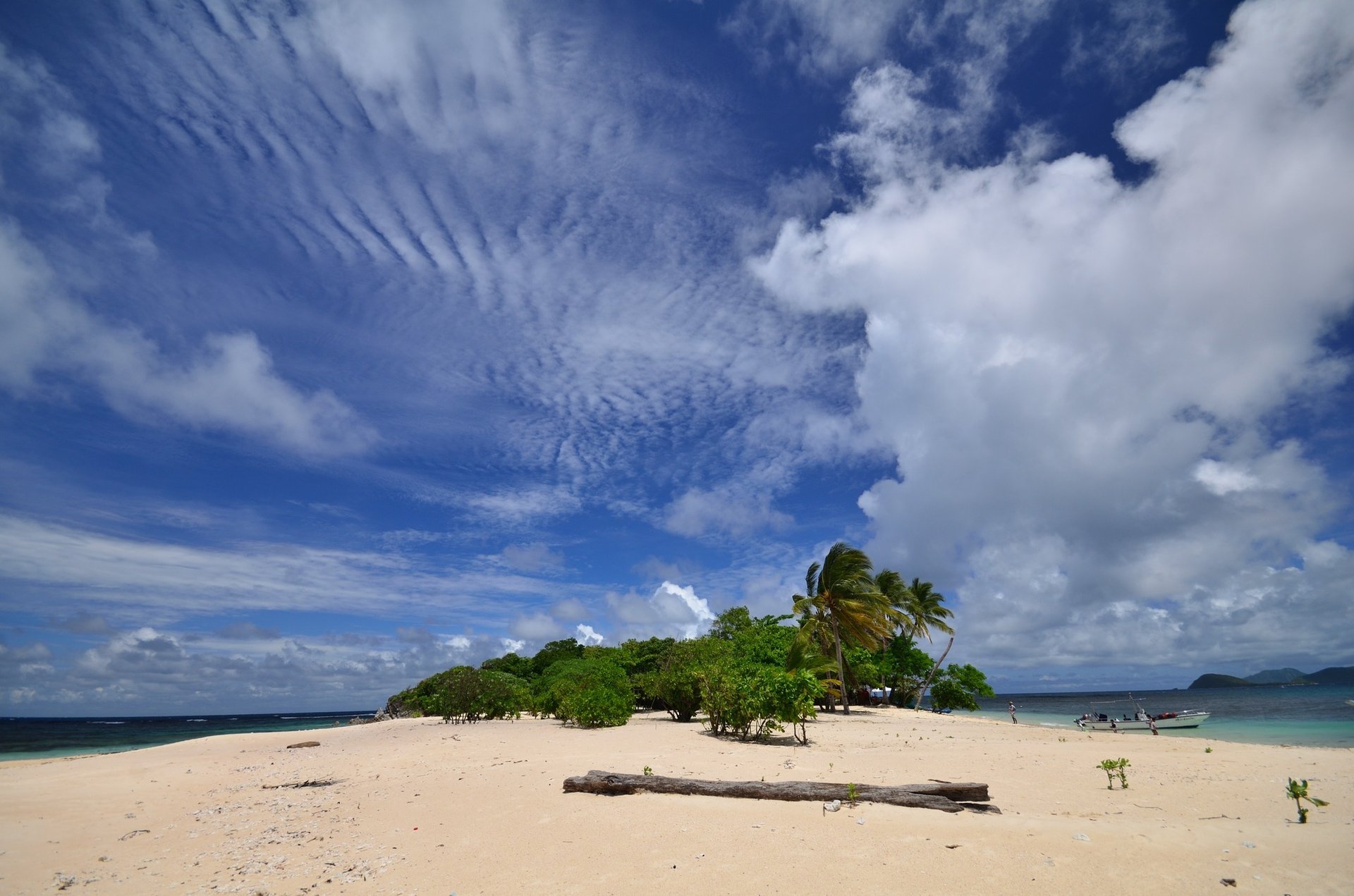 coconut tree near body of water
