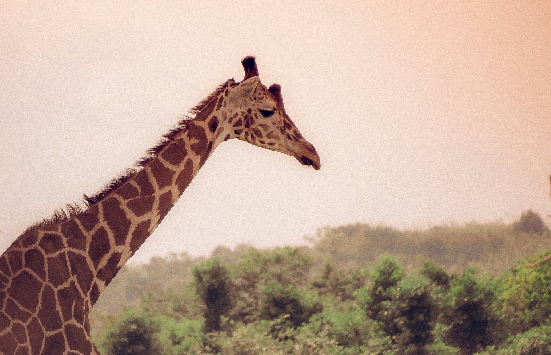 A herd of giraffe standing on top of a grass covered field