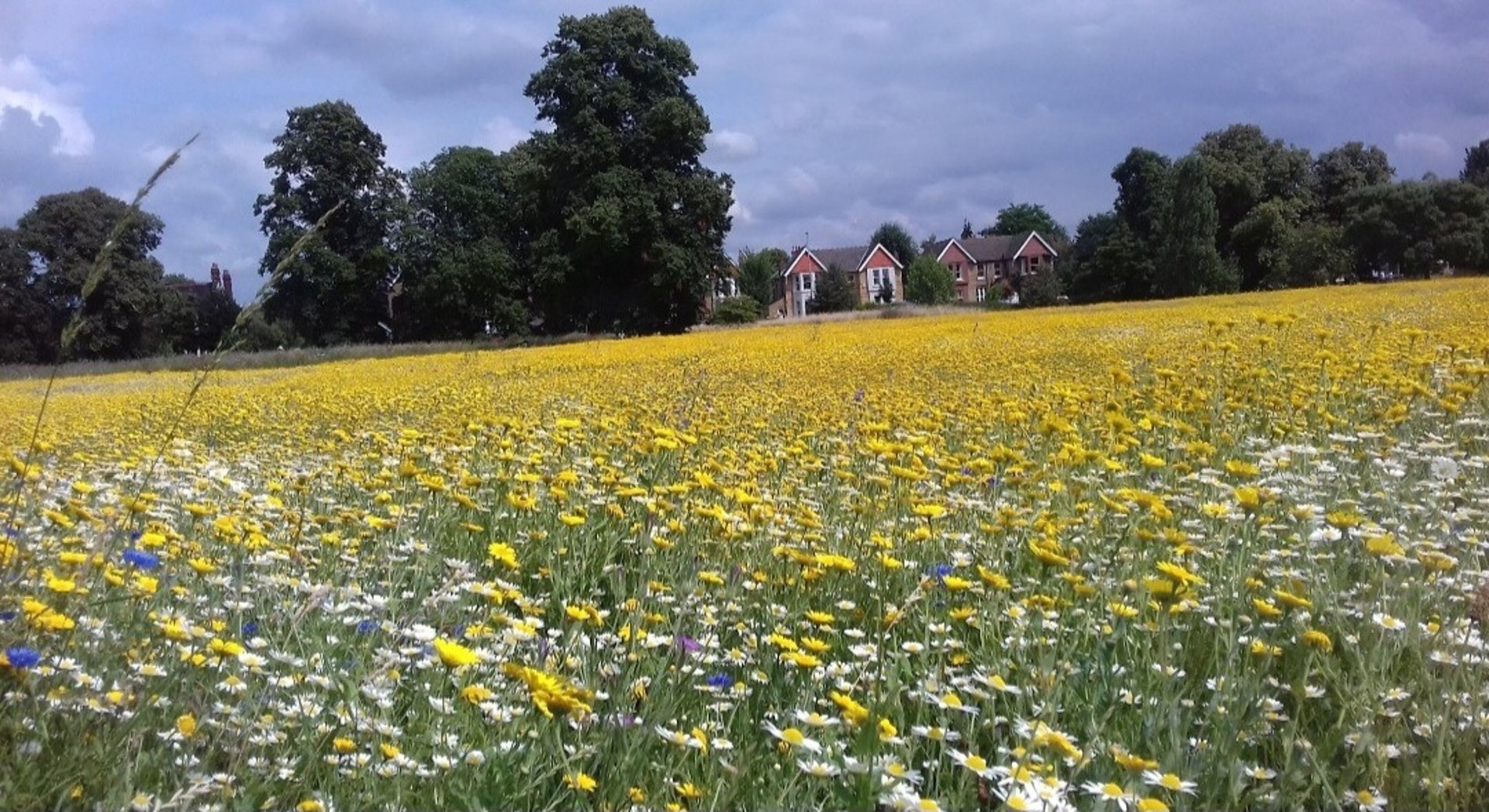 A field with yellow and white wild flowers.  In the background is some trees and a couple of houses.