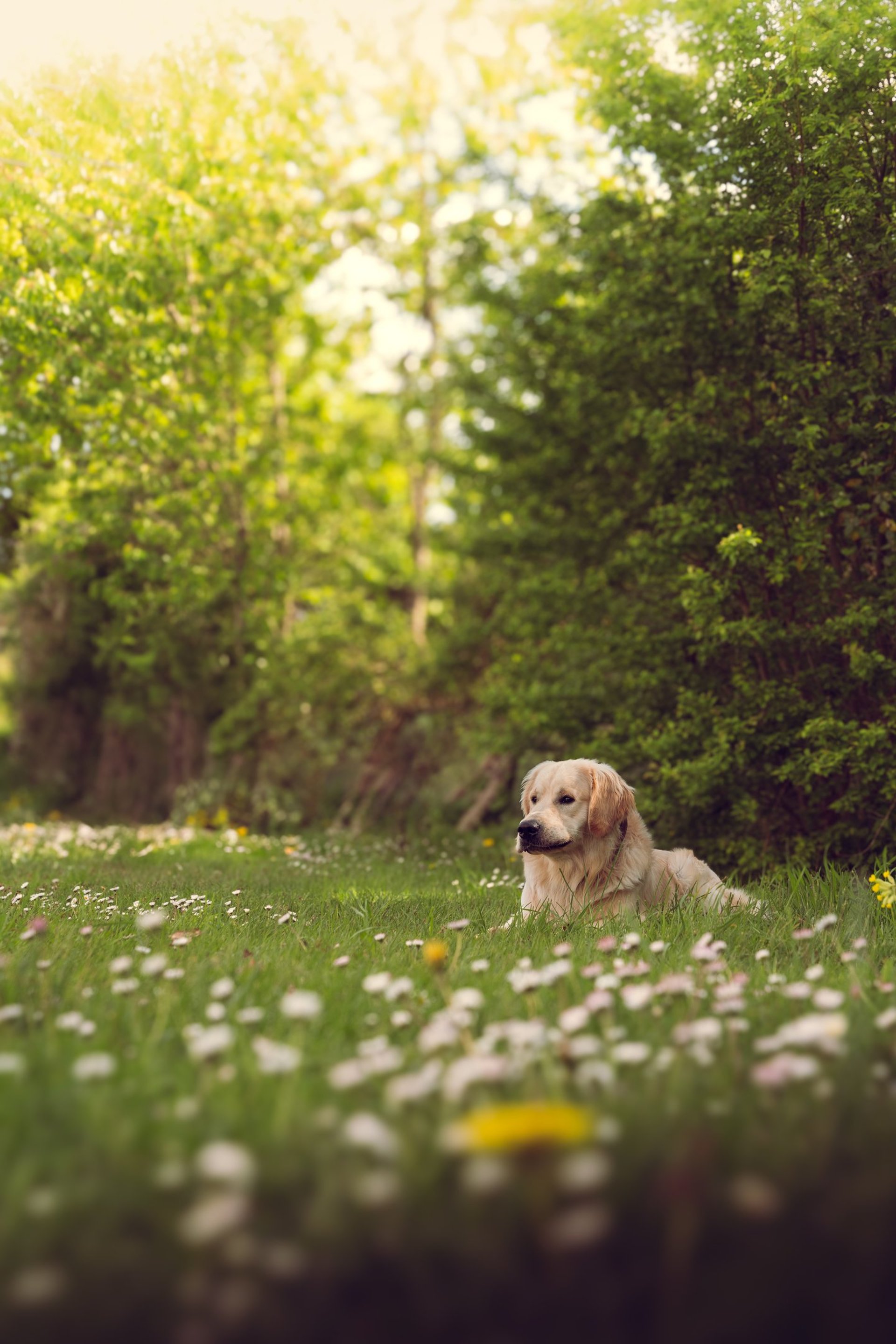 photo portrait couple cathédrale nature