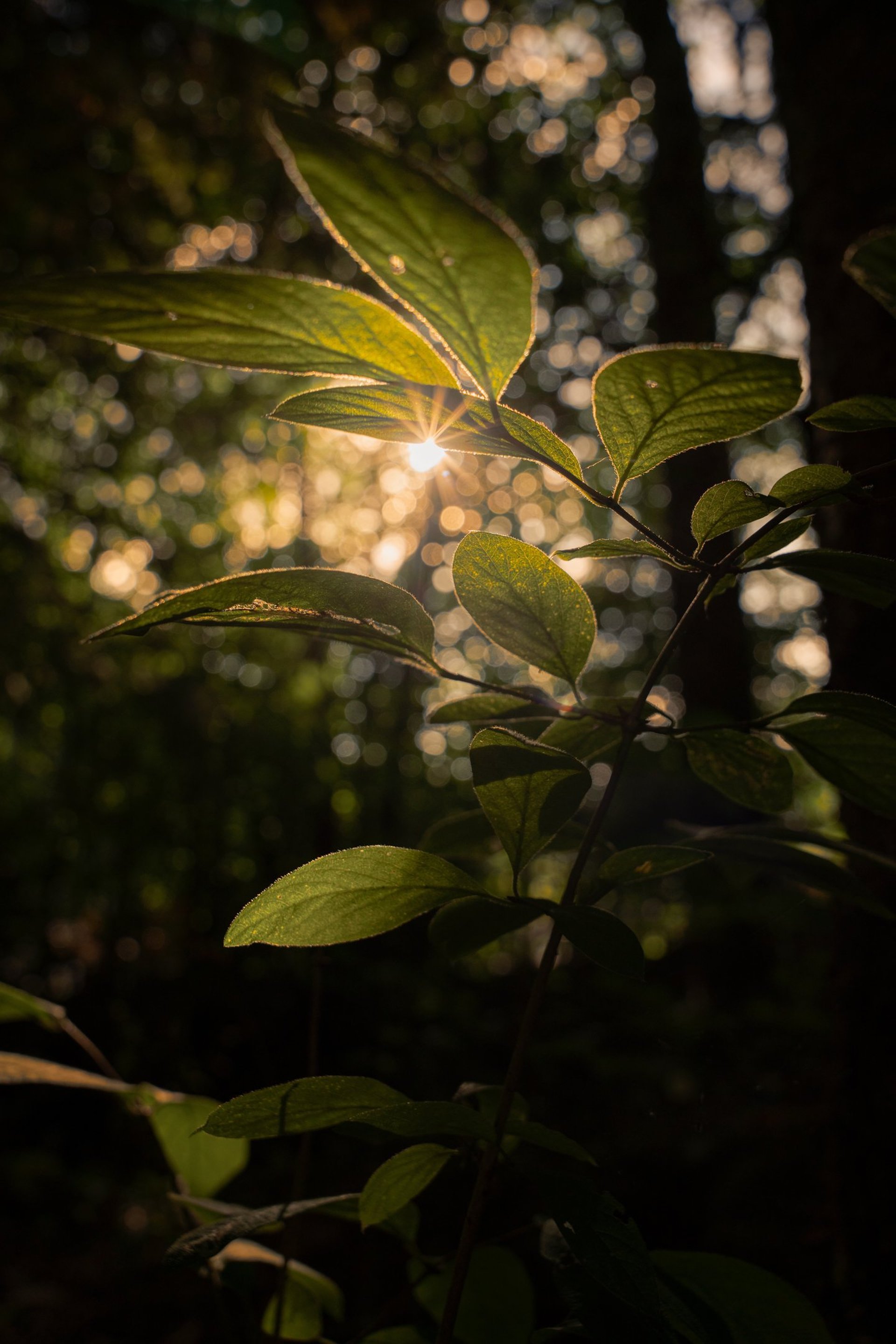 photo plante soleil nature vert