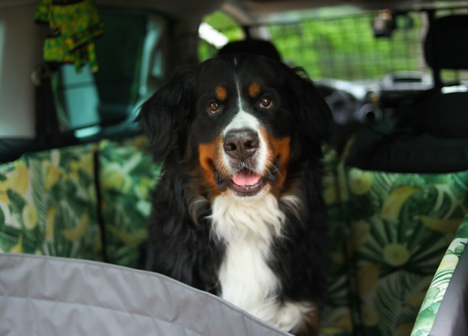 adult black and white collie sitting at the back of car
