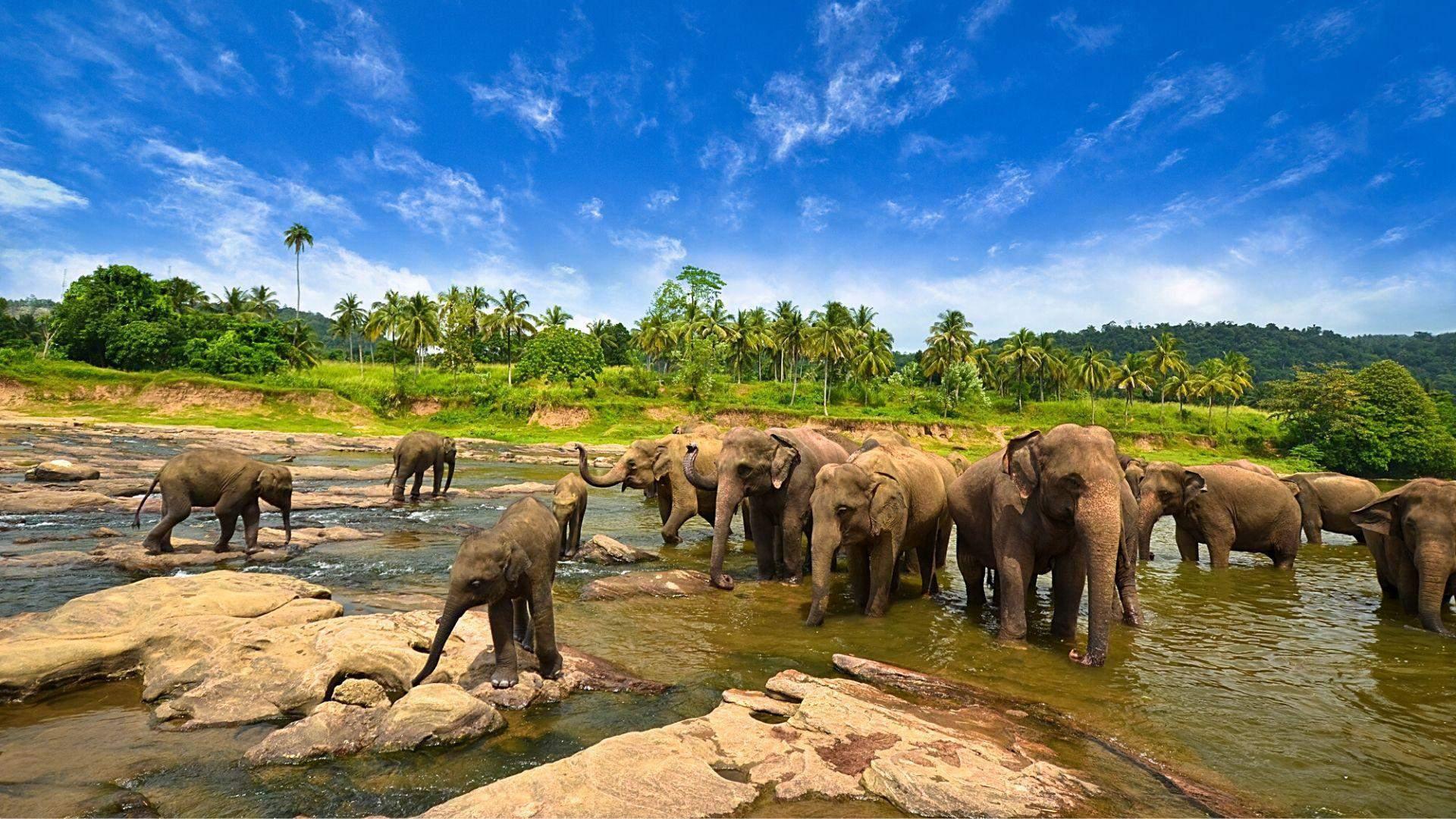 black and brown leather padded tub sofa
