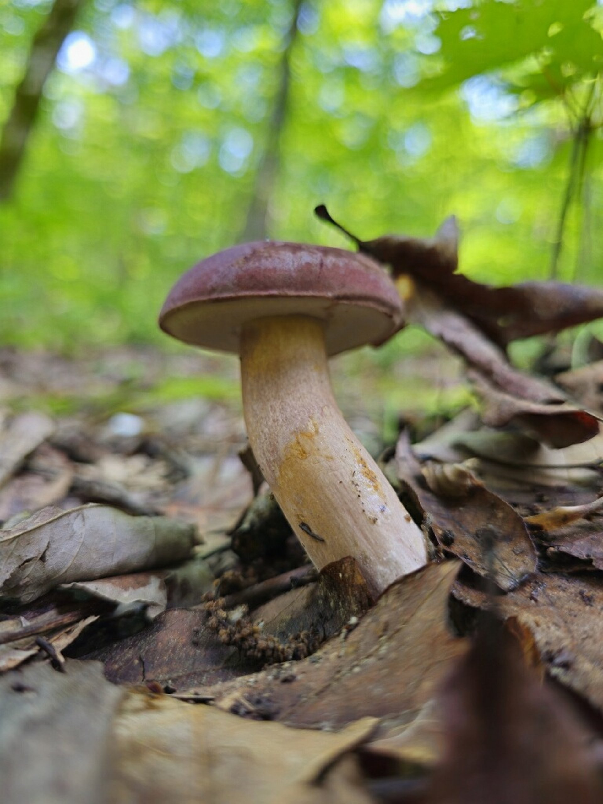 bokeh photography of person carrying soil