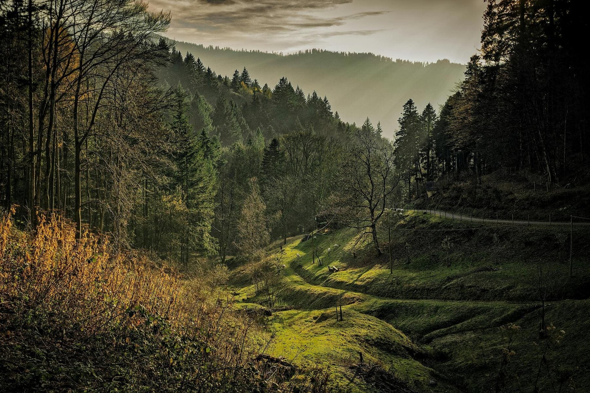 Lichtung im Schwarzwald