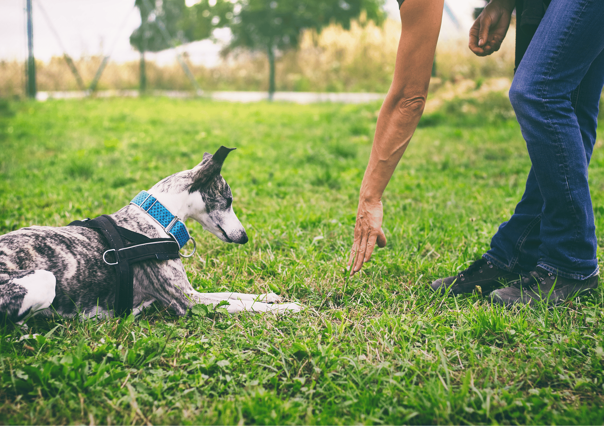 white and brown short coat medium dog on green grass field during daytime