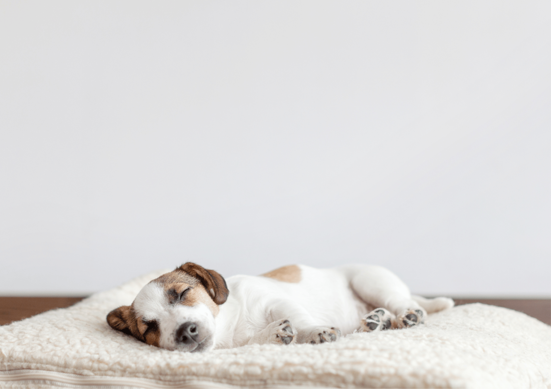 white and brown short coated dog lying on orange textile