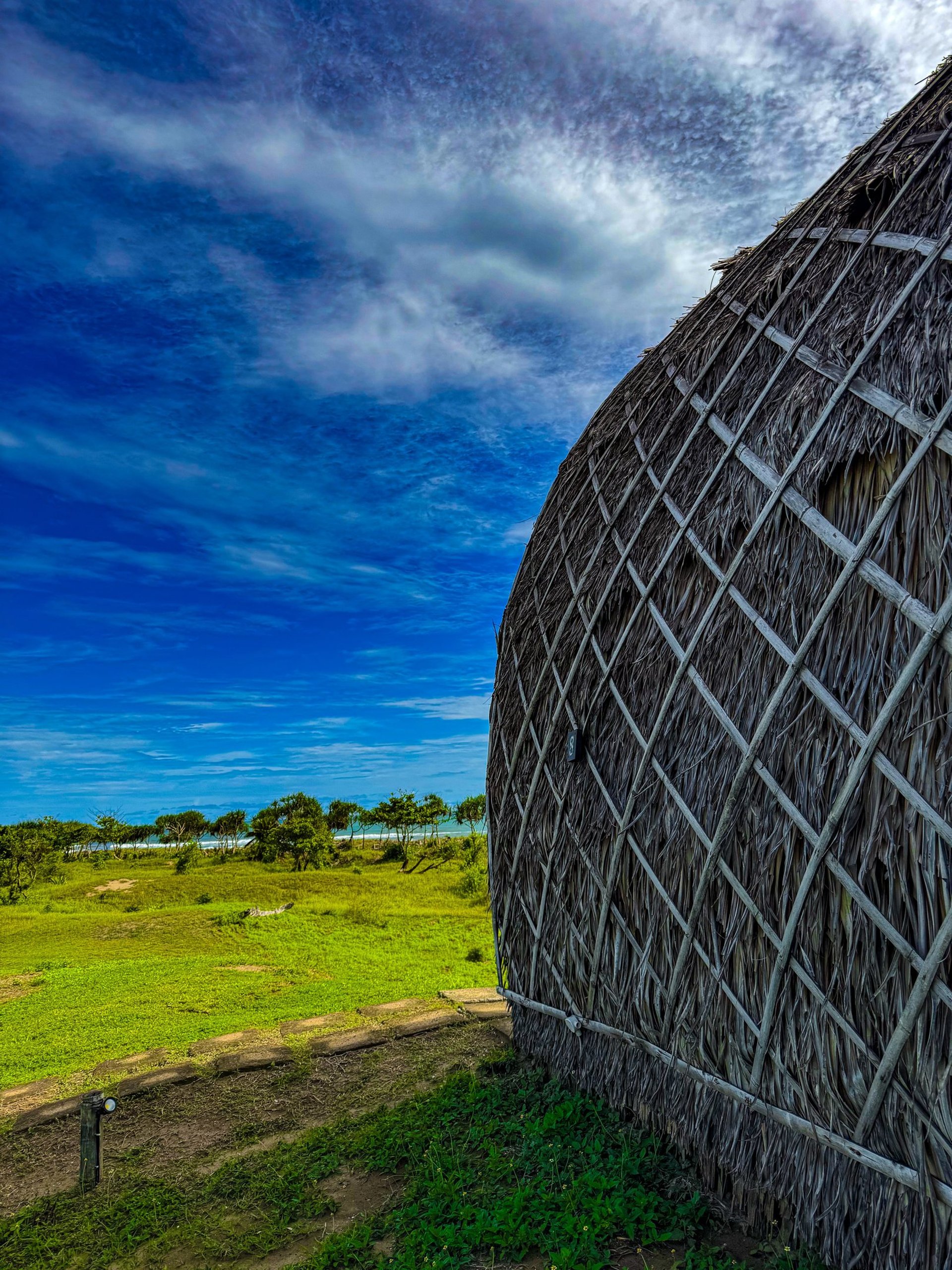 green bamboo tree during daytime