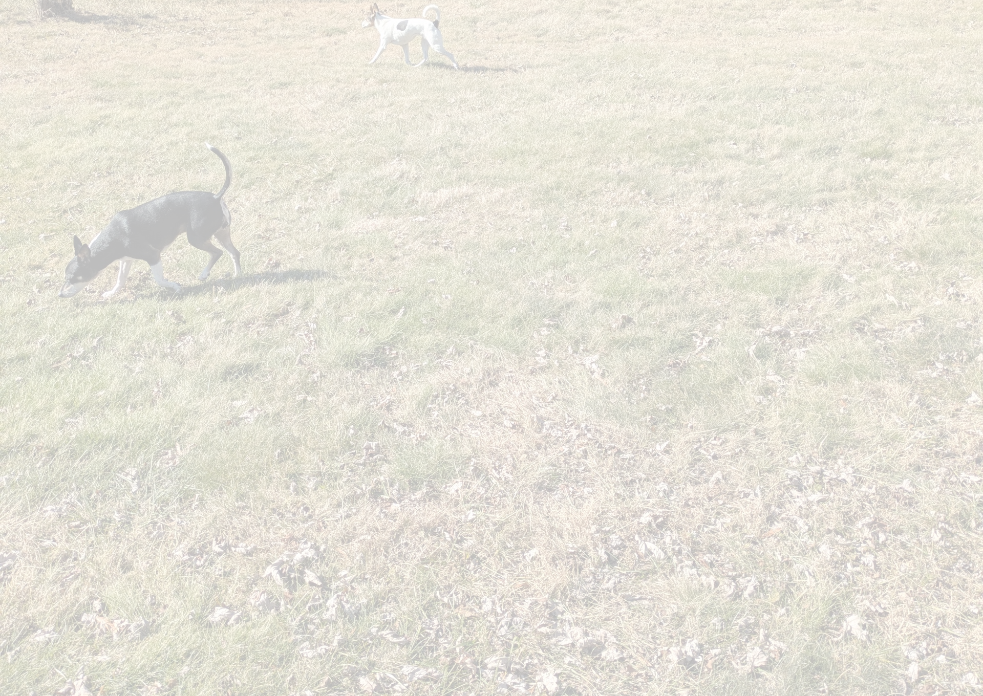 woman wearing yellow long-sleeved dress under white clouds and blue sky during daytime