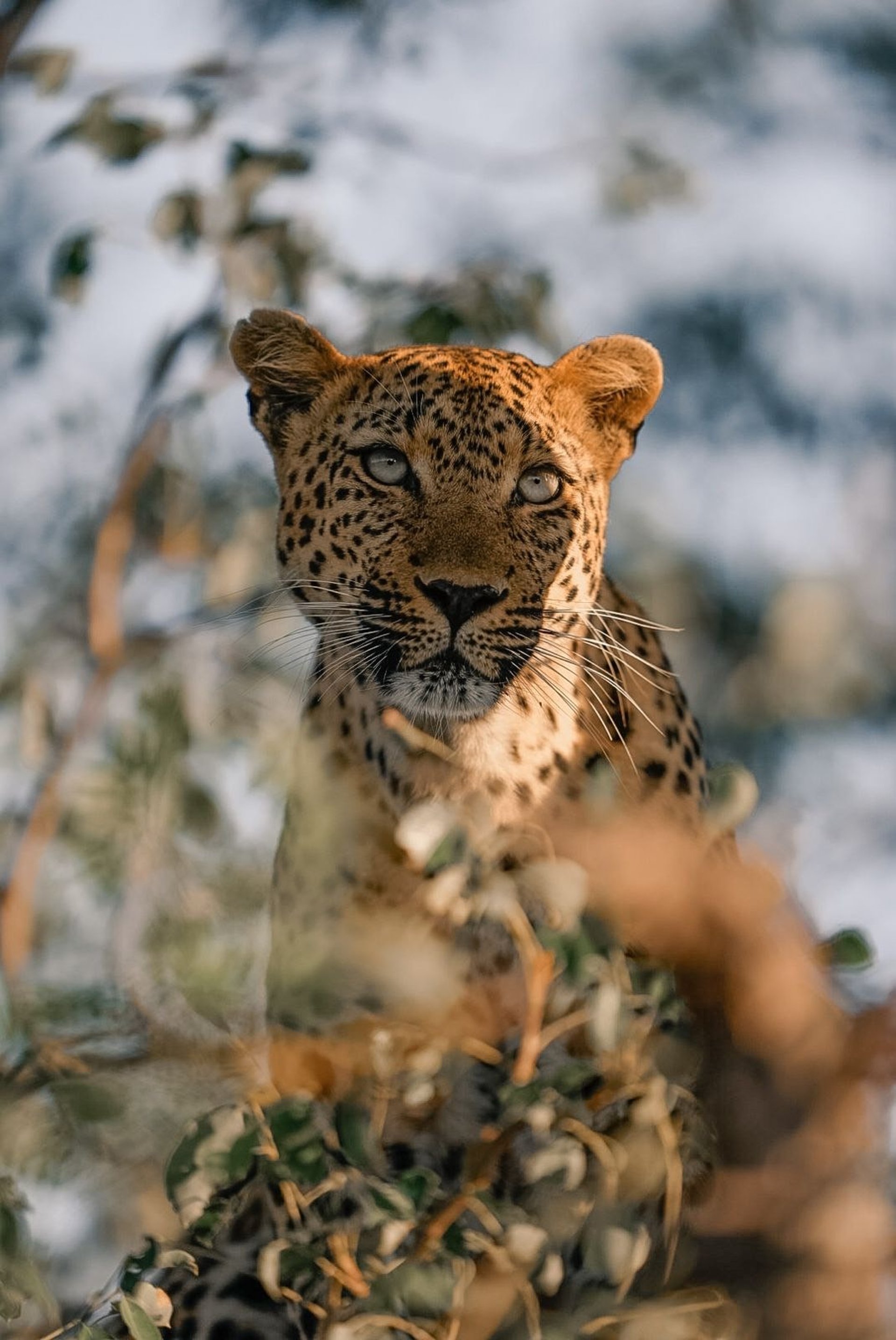 A leopard during a sunrise game drive in Kruger National Park