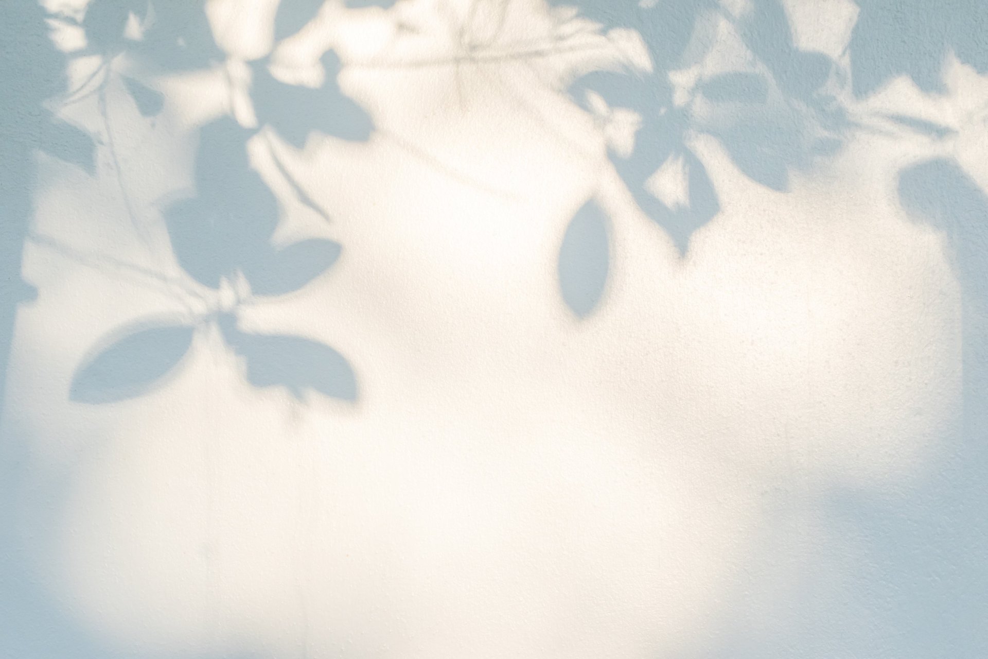 green plant on white wall