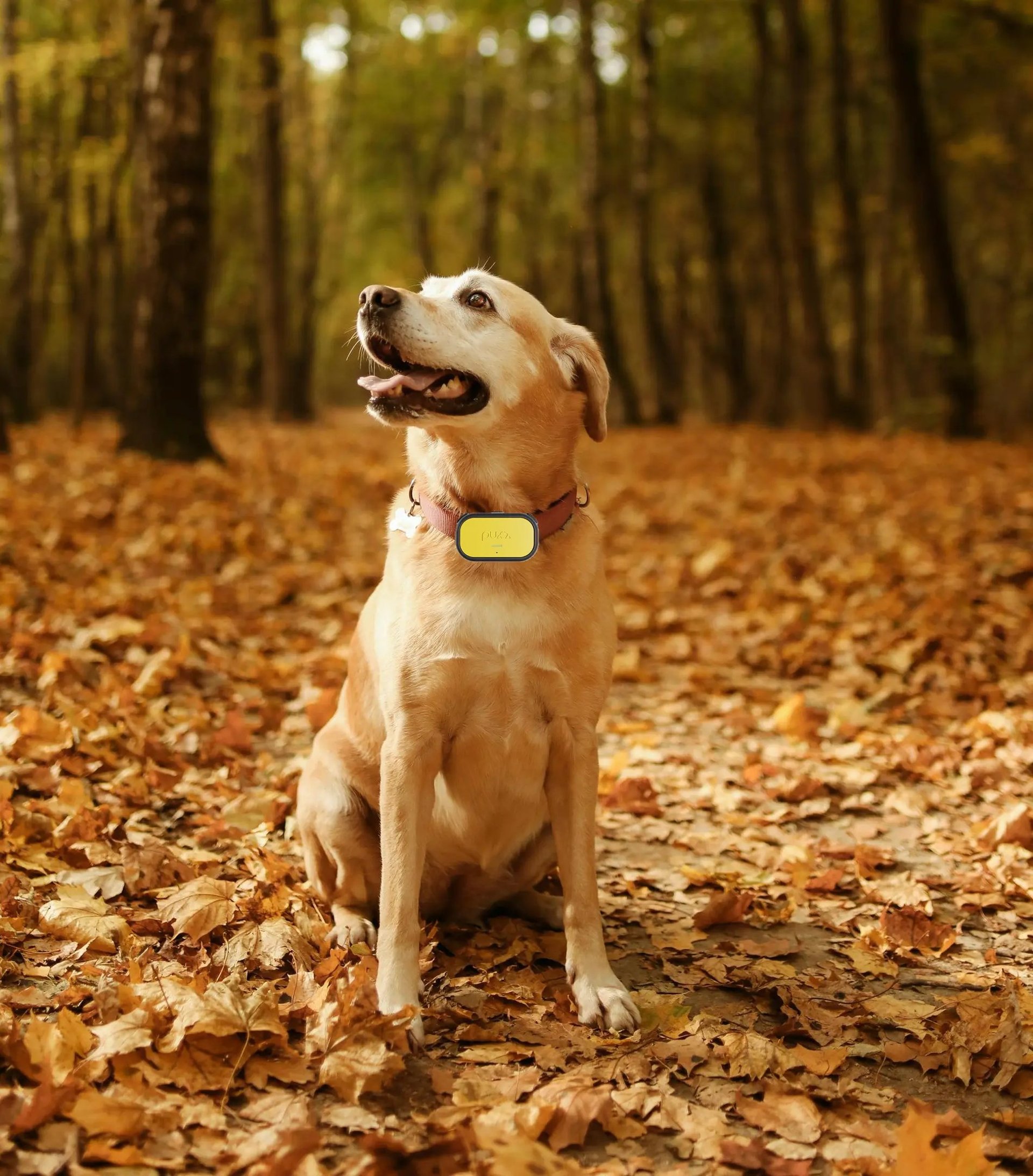 Dog wearing GPS tracker in forest