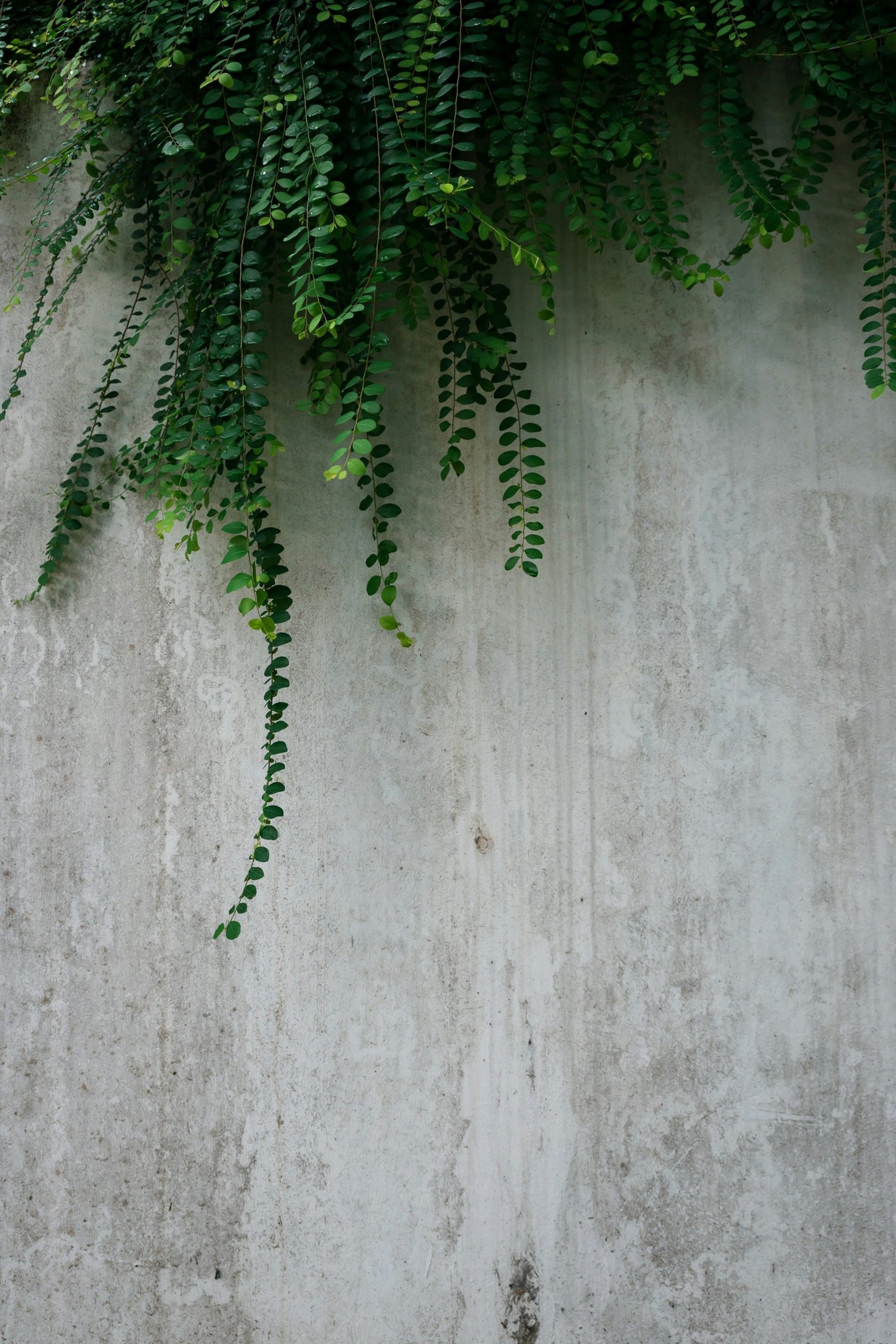 green leafed plant