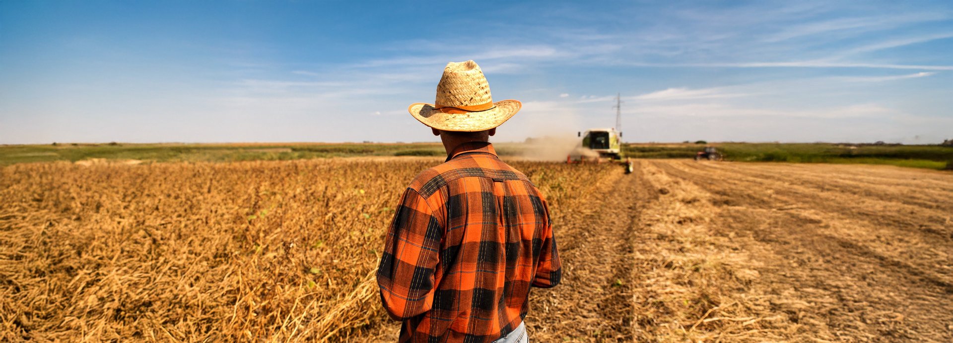 two green combines in a large wheat field