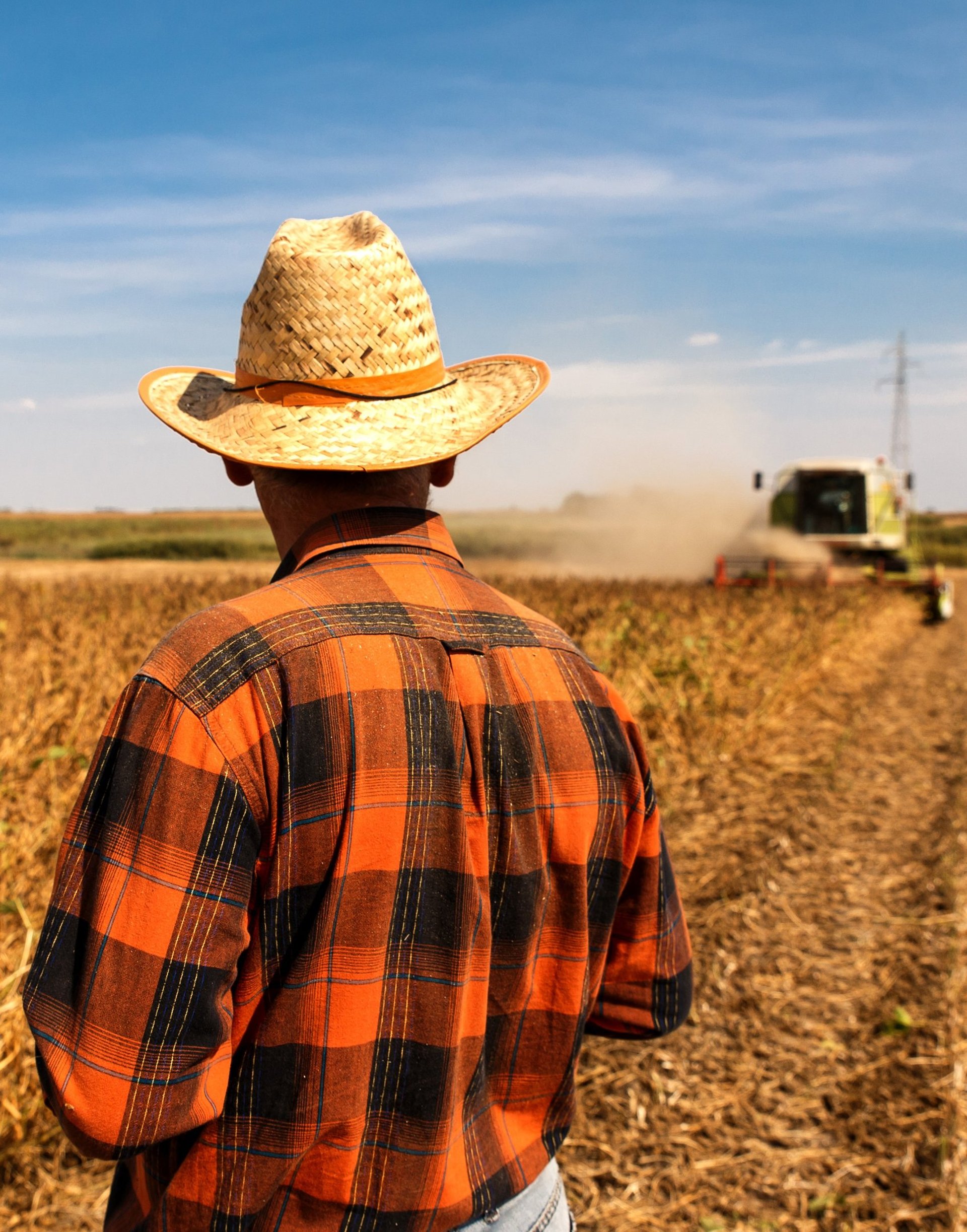 two green combines in a large wheat field