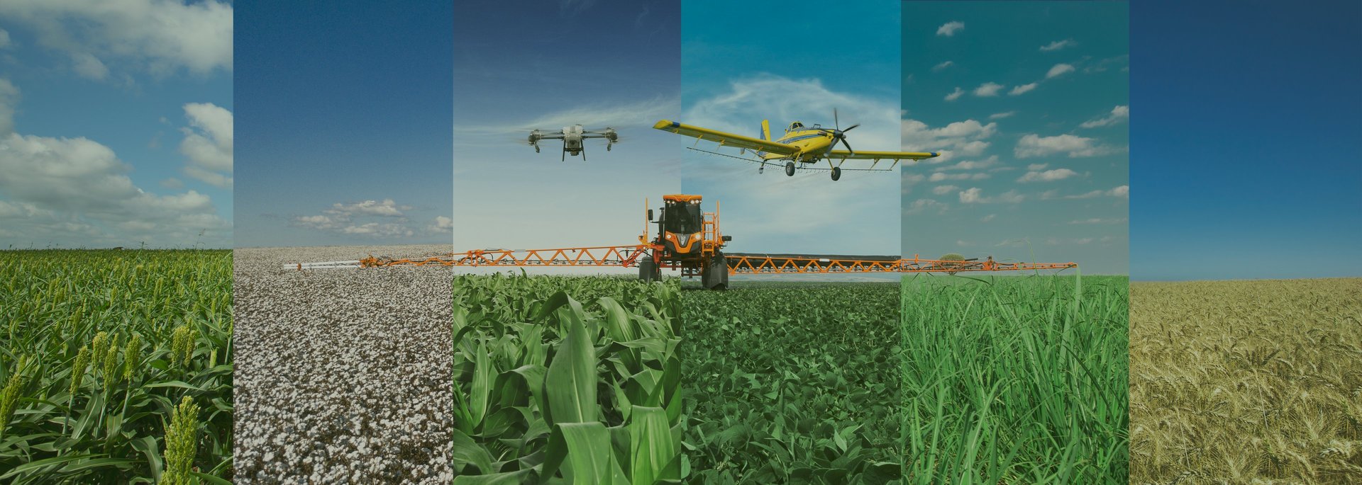 two green combines in a large wheat field