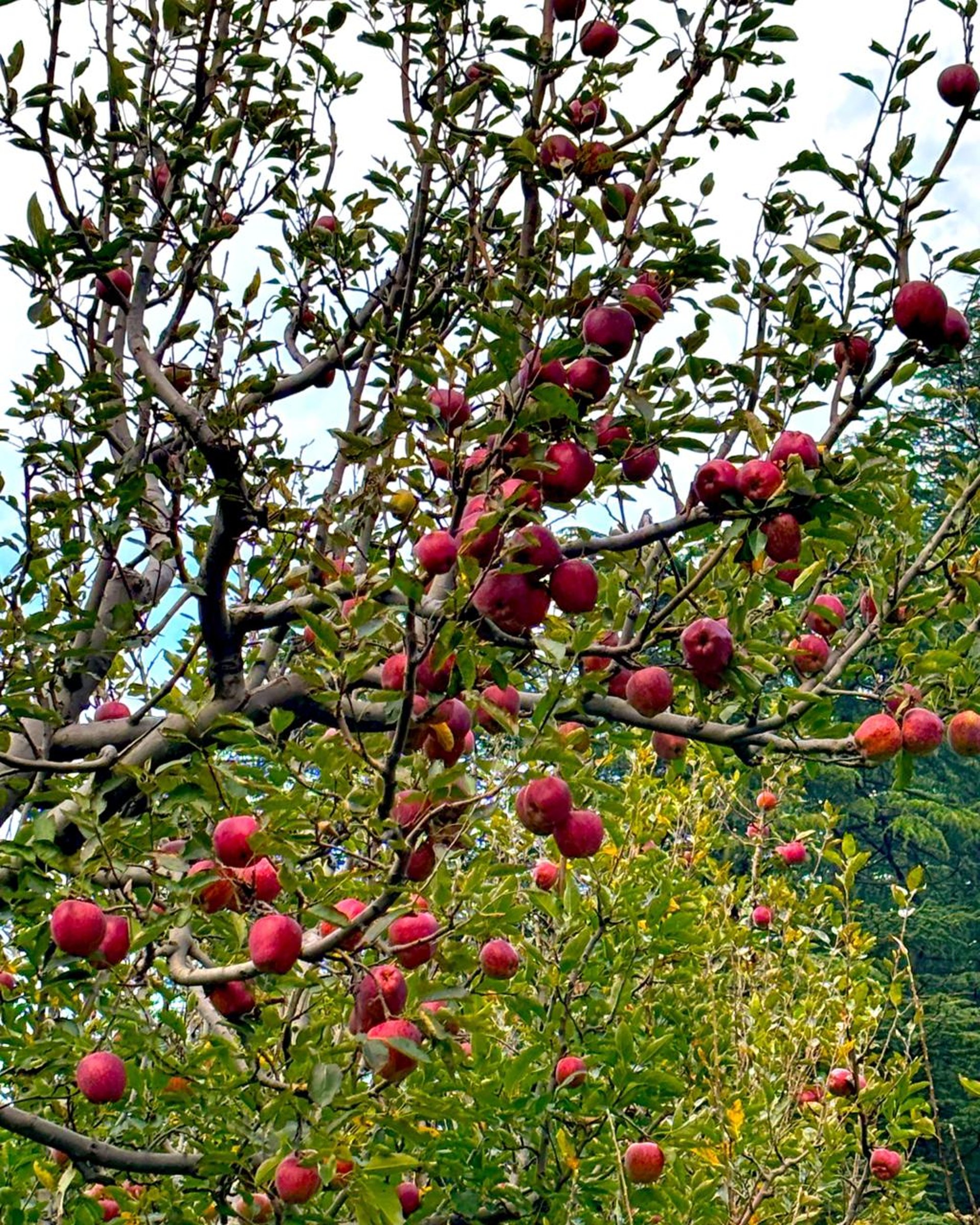 person wearing grey knit sweater