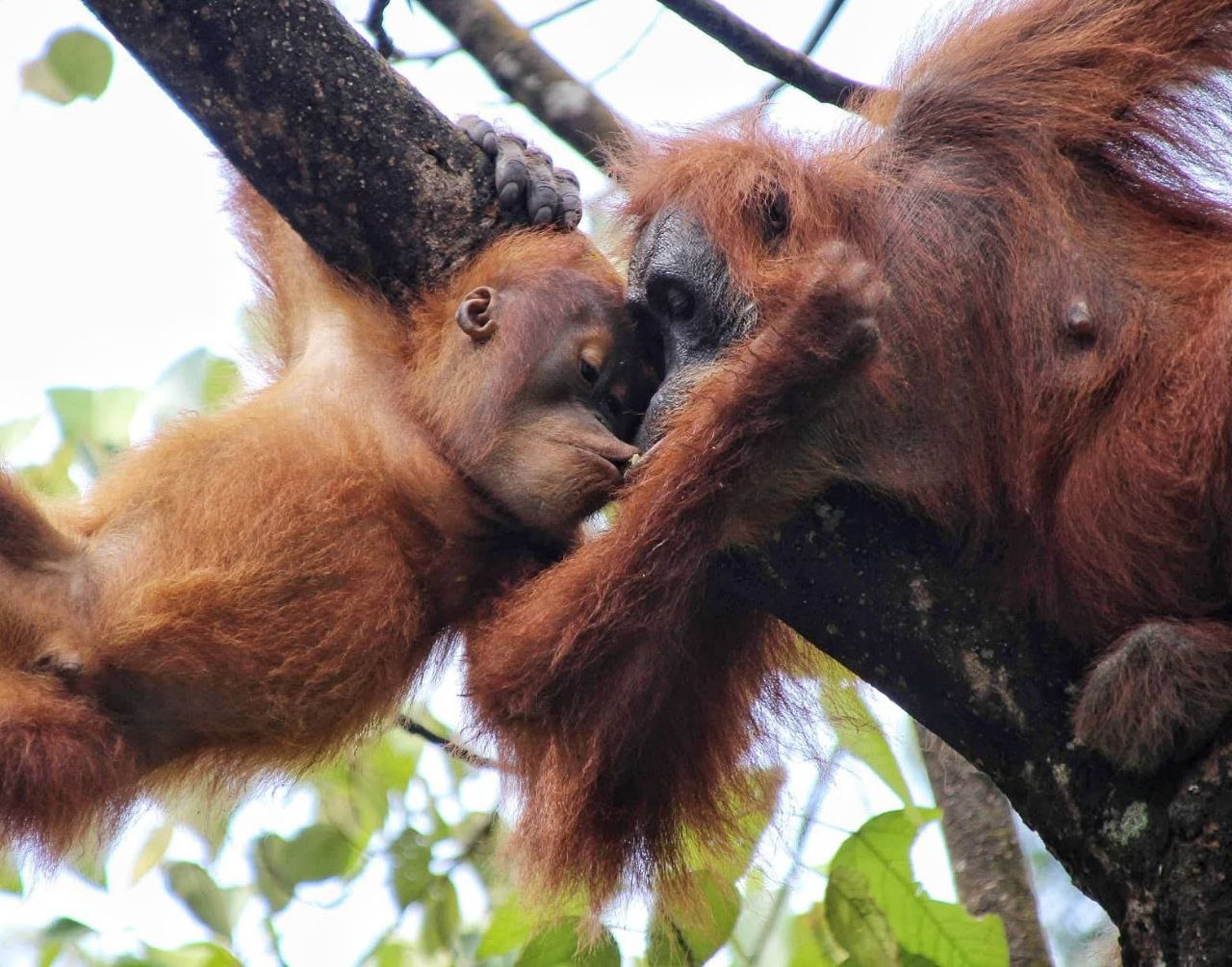 black and brown leather padded tub sofa