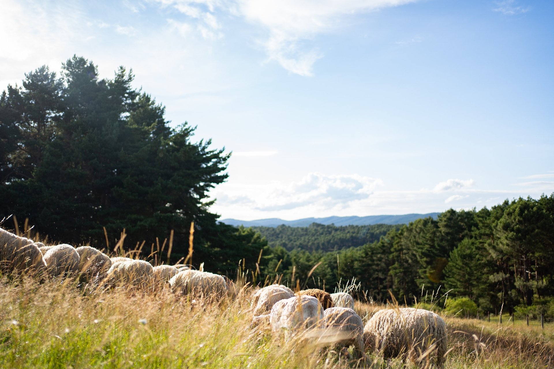 black and white bed linen