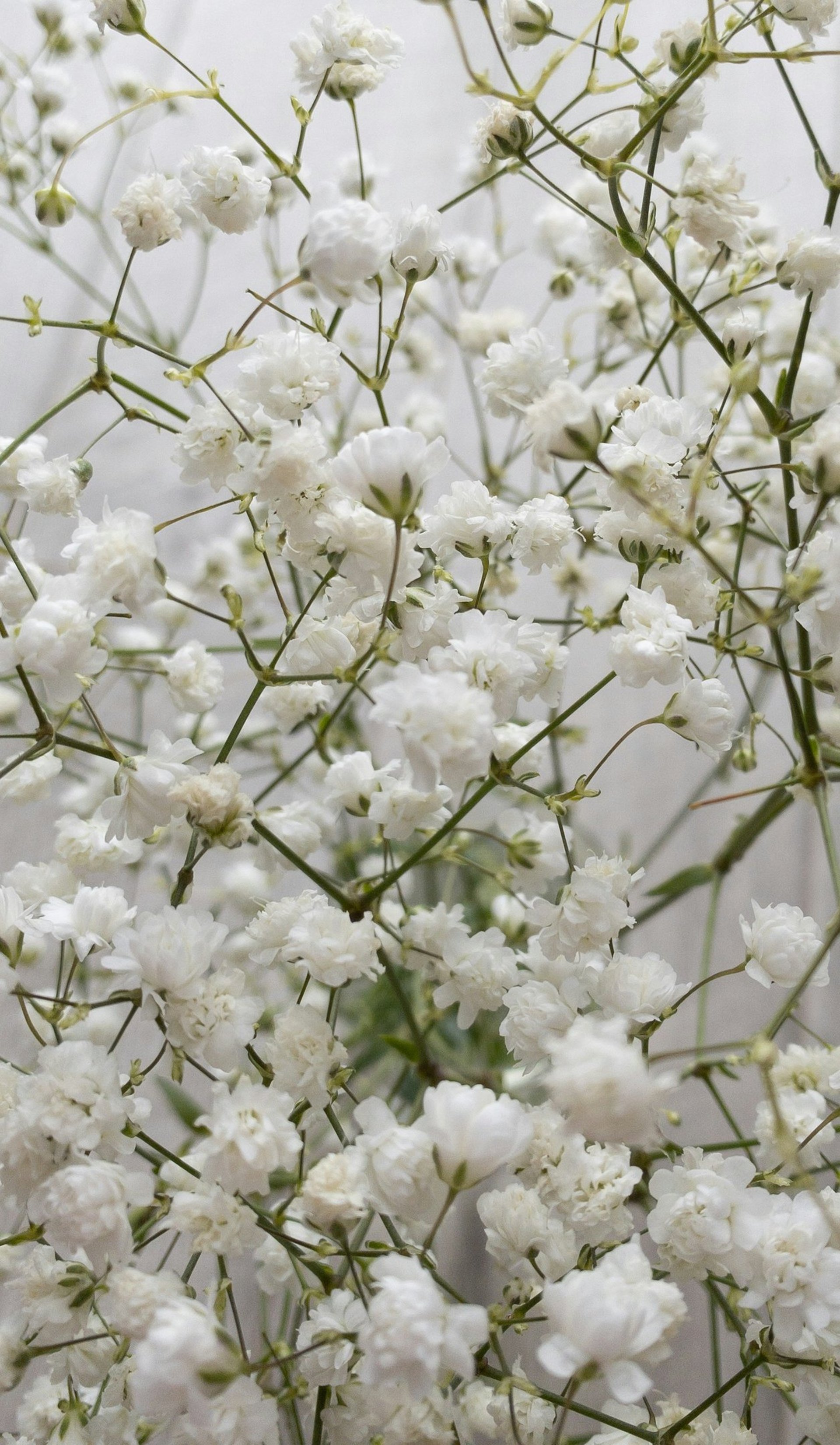 white-petaled flowr