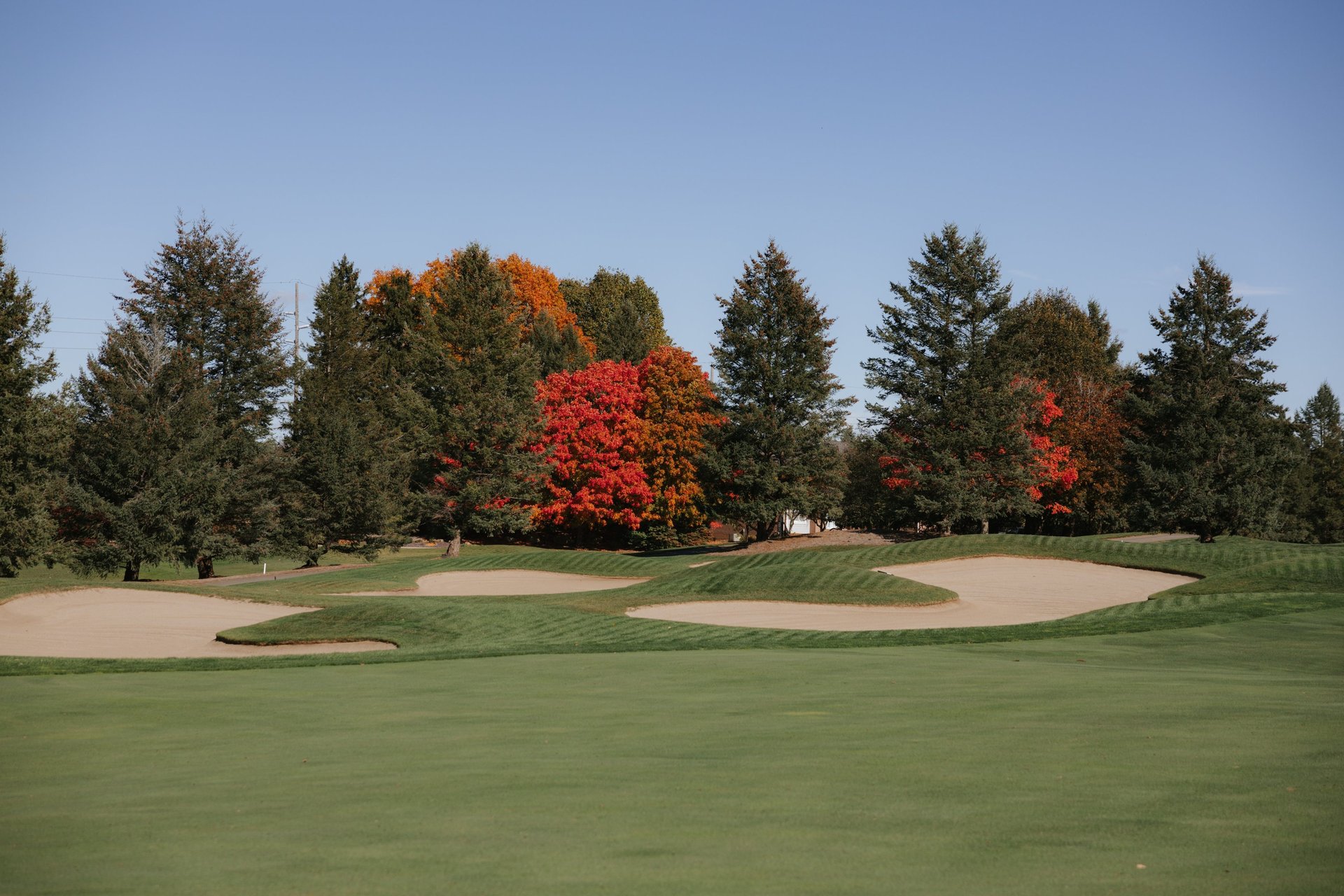 green grass field with trees