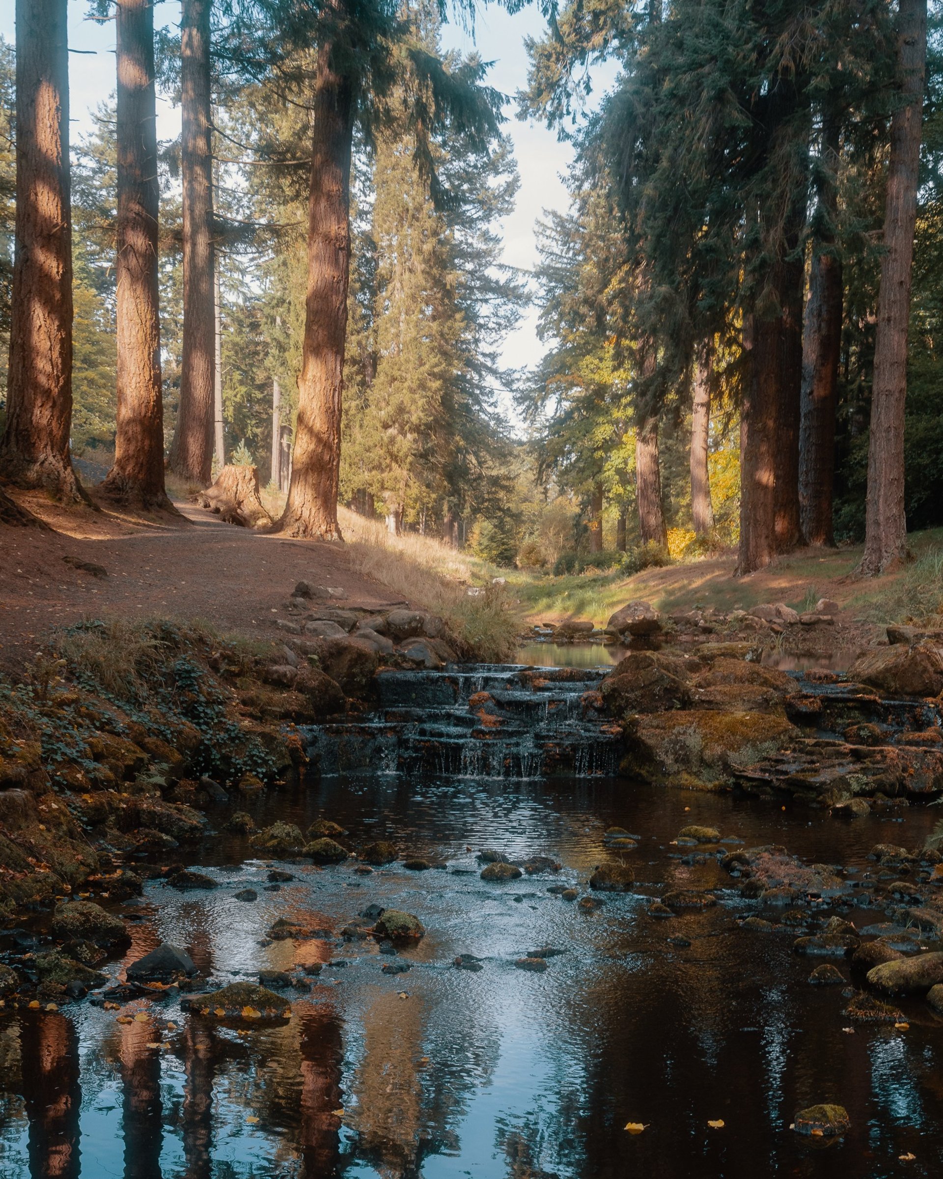 A stream divides two rows of tall pine trees in a forest. Trees and sky are reflected in the water