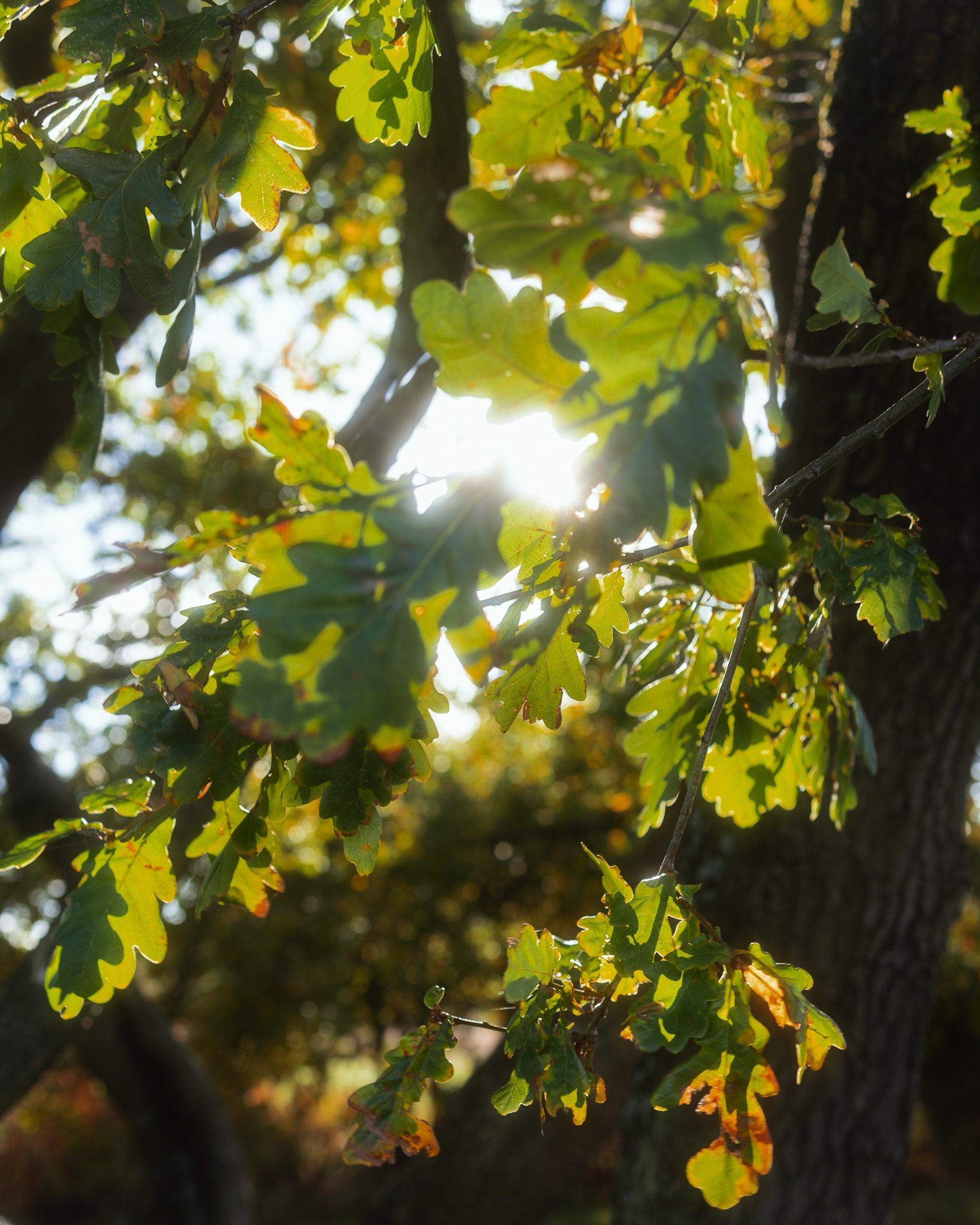 The sun shines through slightly browning leaves of an oak tree.