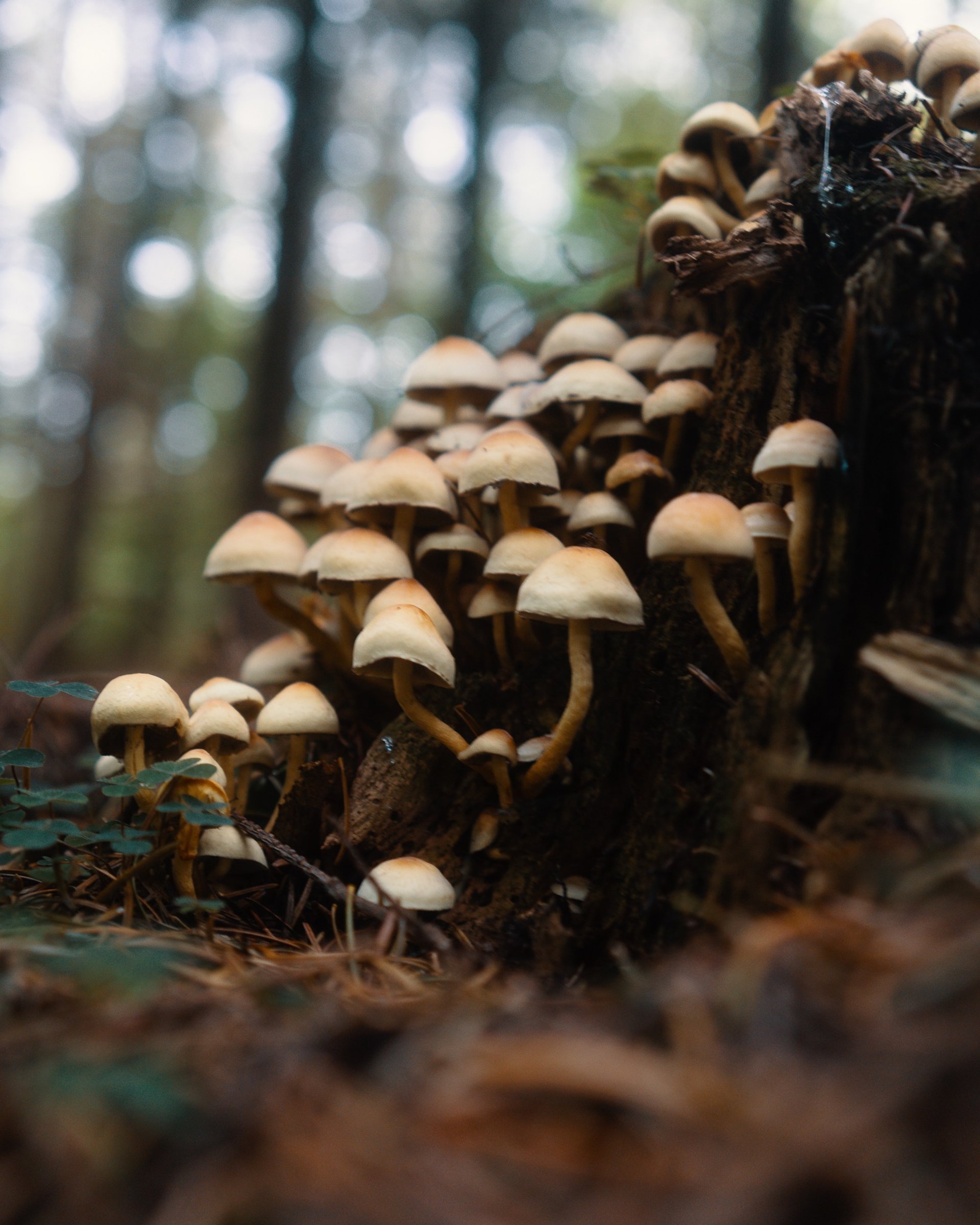 A forest floor with multiple small, brown mushrooms sprouting from a tree stump