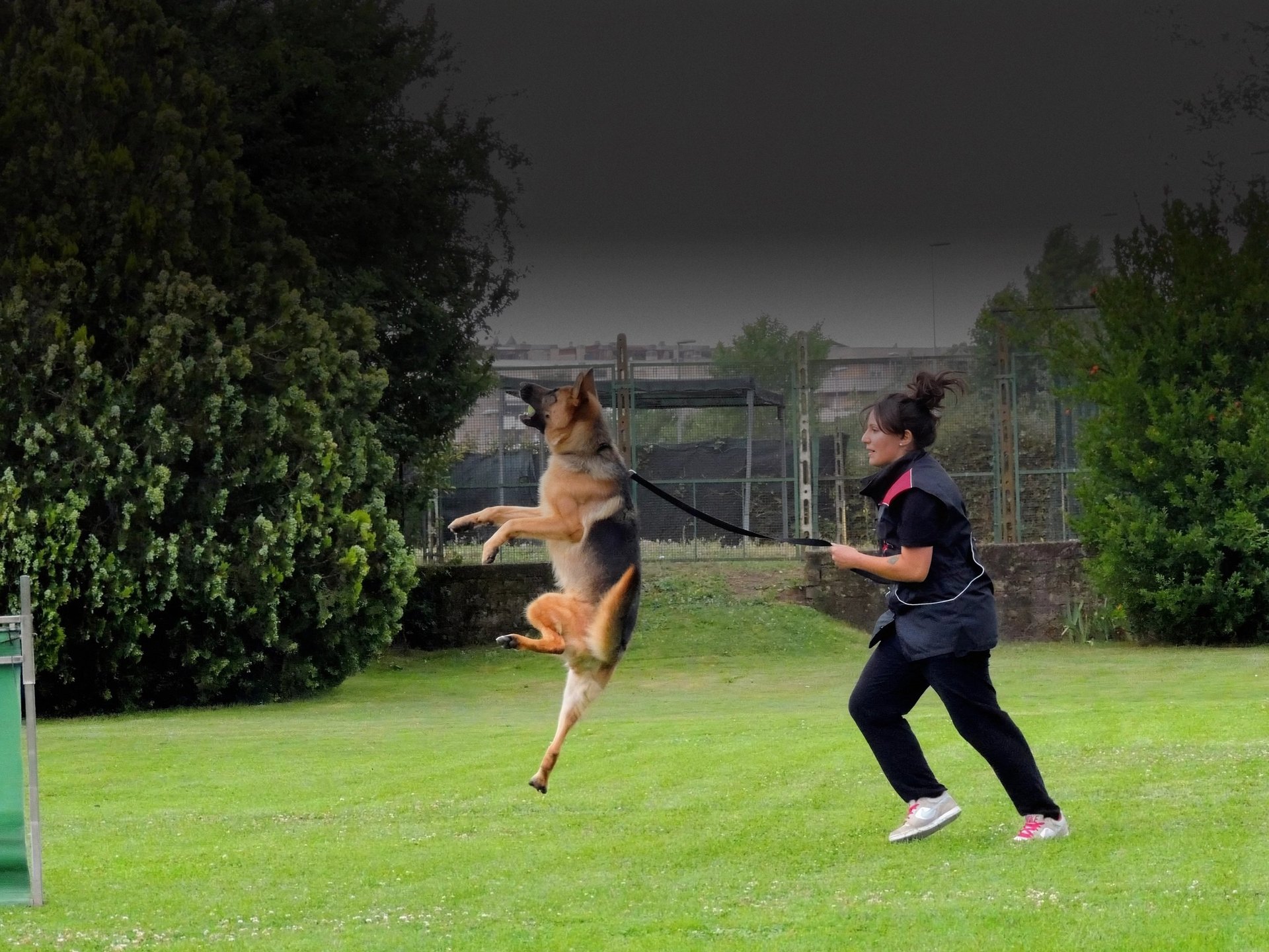 A doberman holds a toy in its mouth.