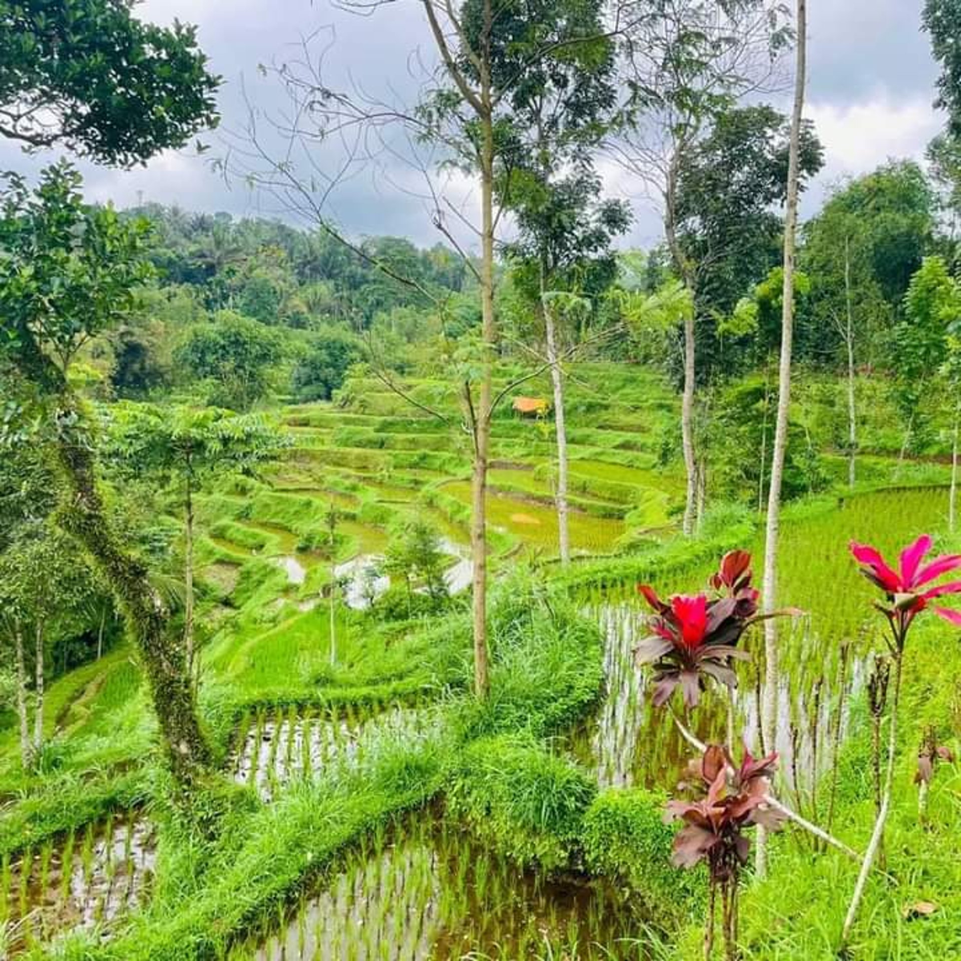 gray computer monitor