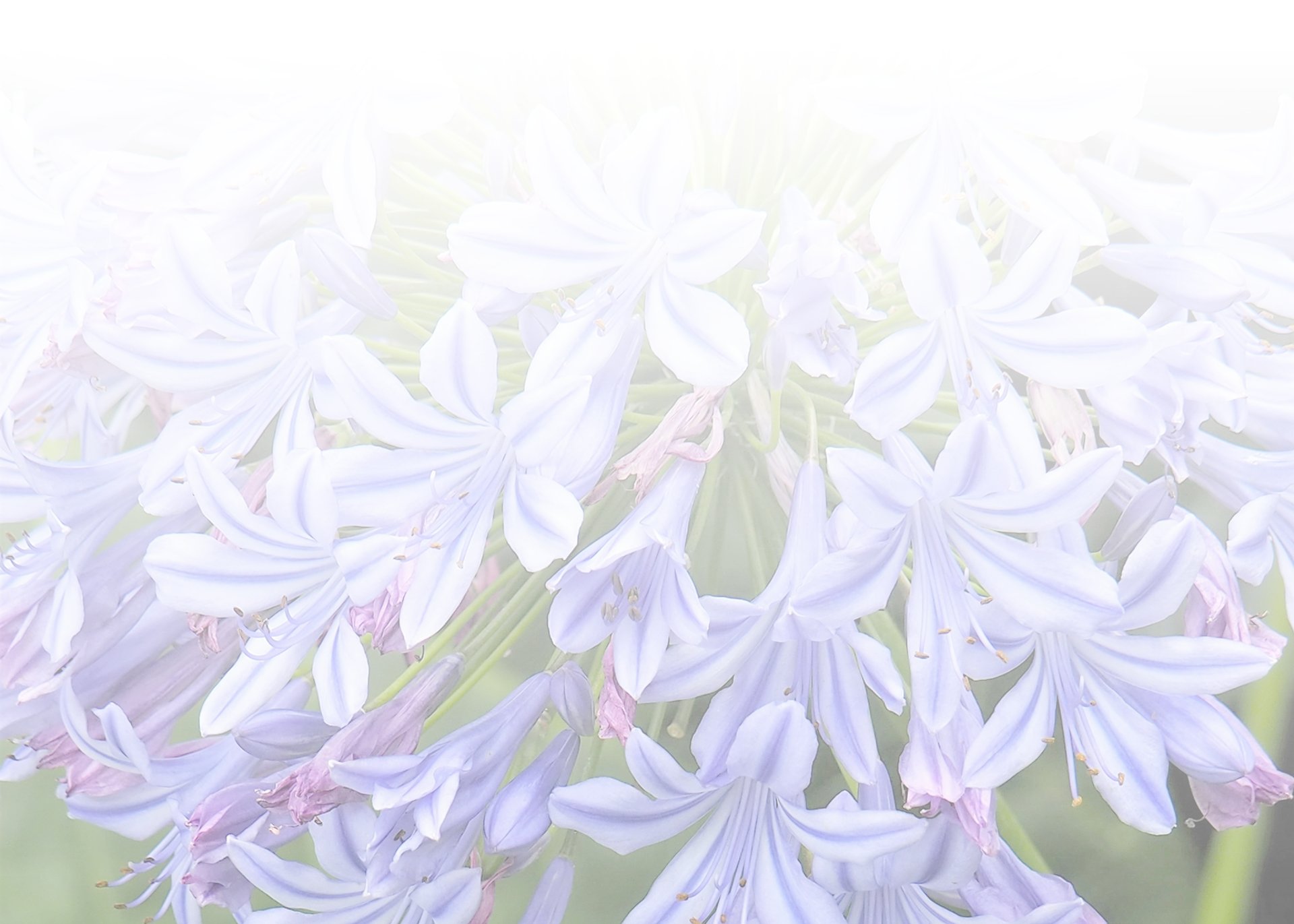 flor de agapanto