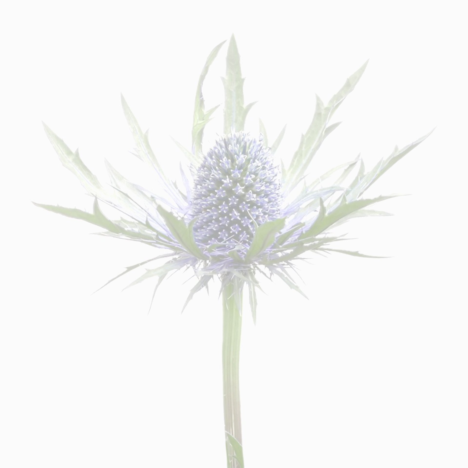 flor eryngium