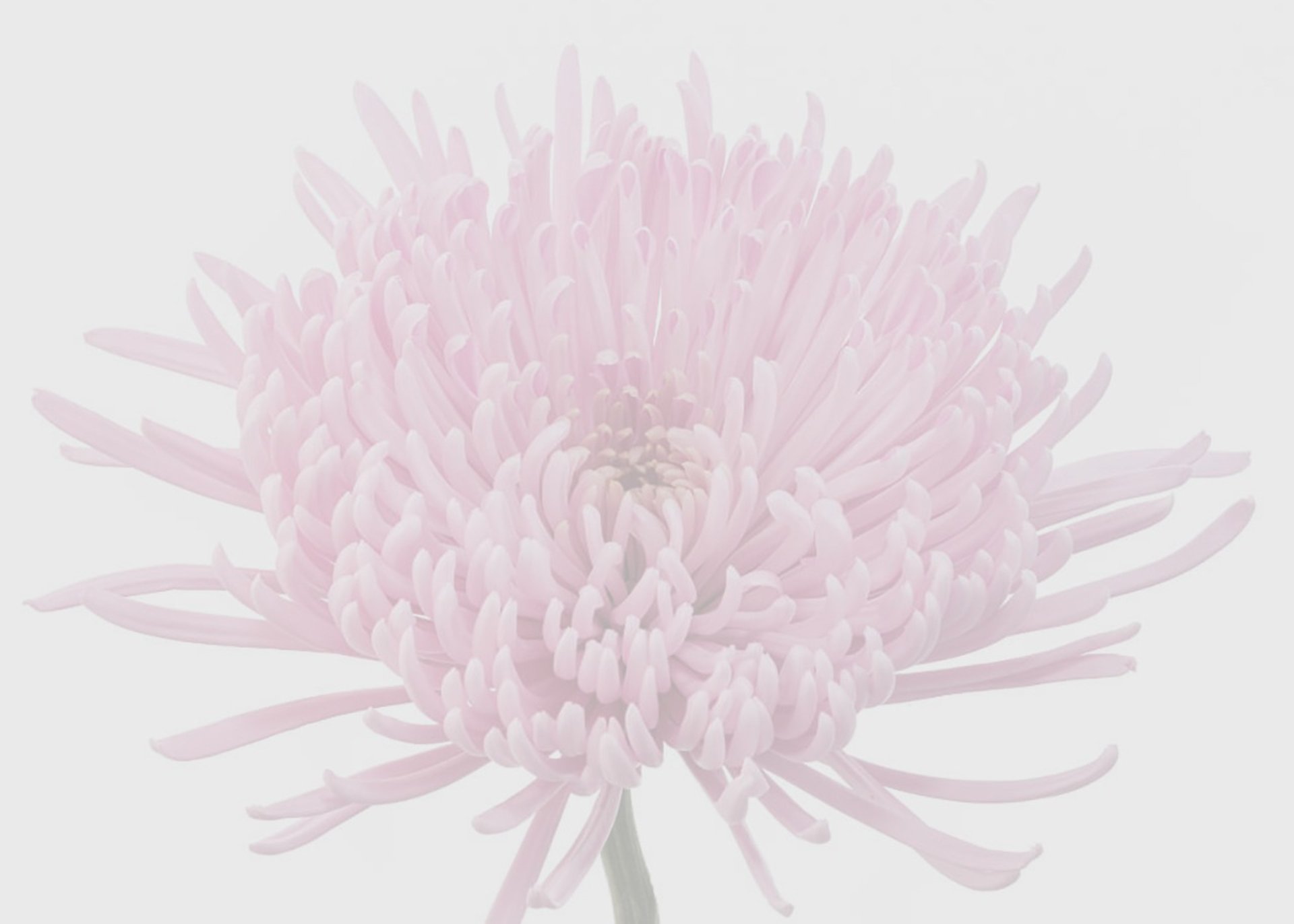 flor eryngium