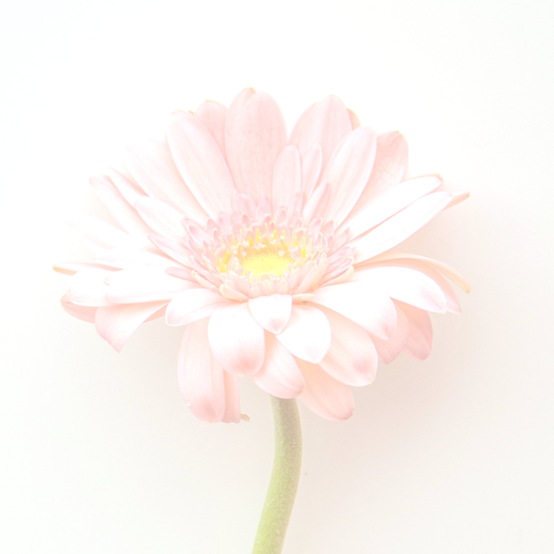 flor de agapanto
