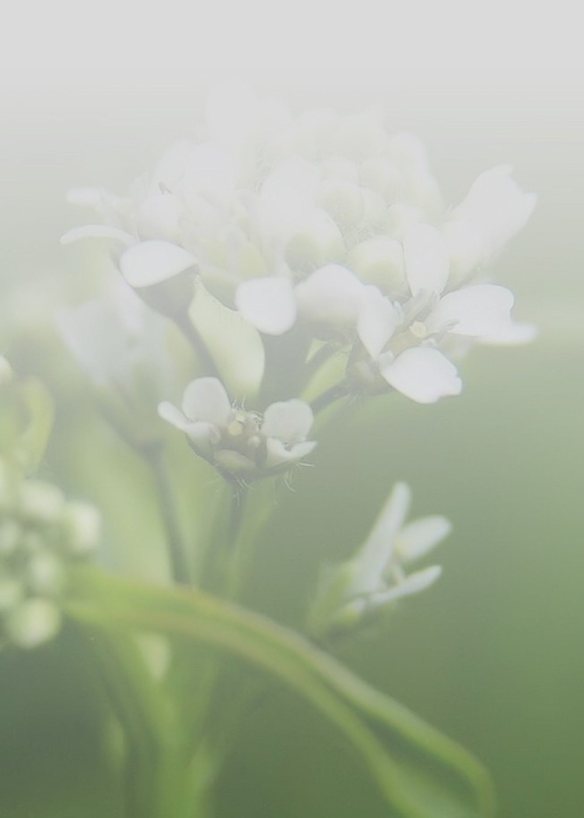 lepidium