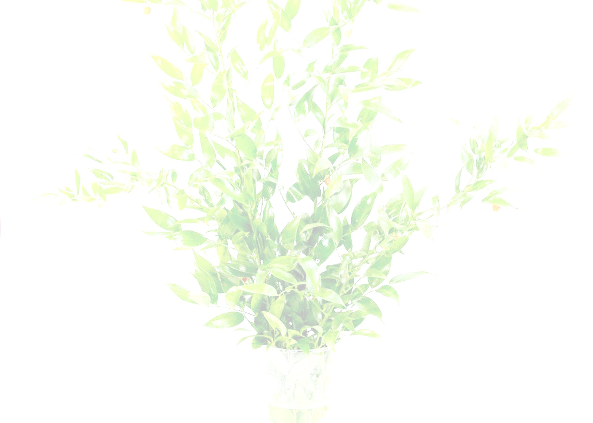 ruscus