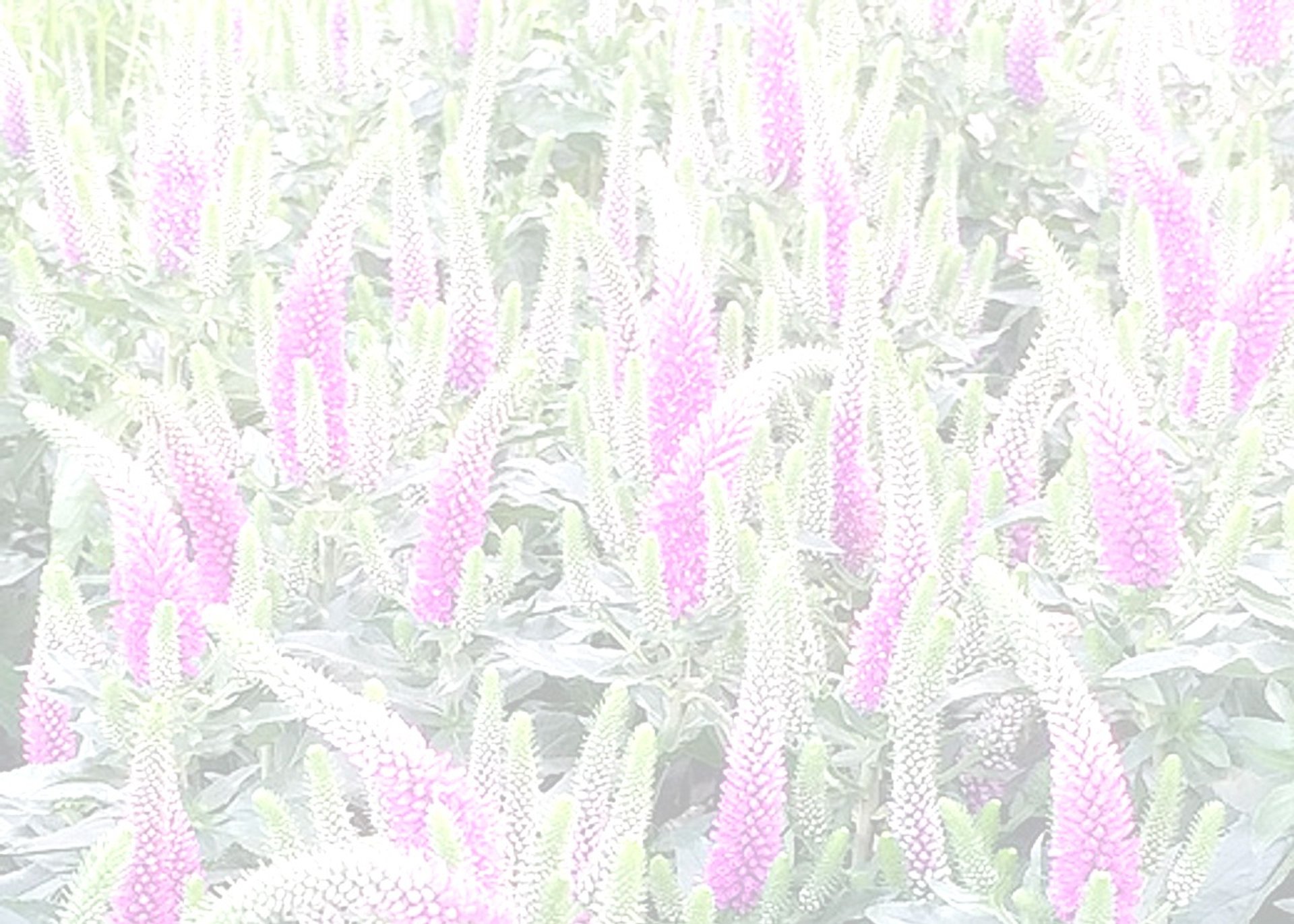 flor eryngium