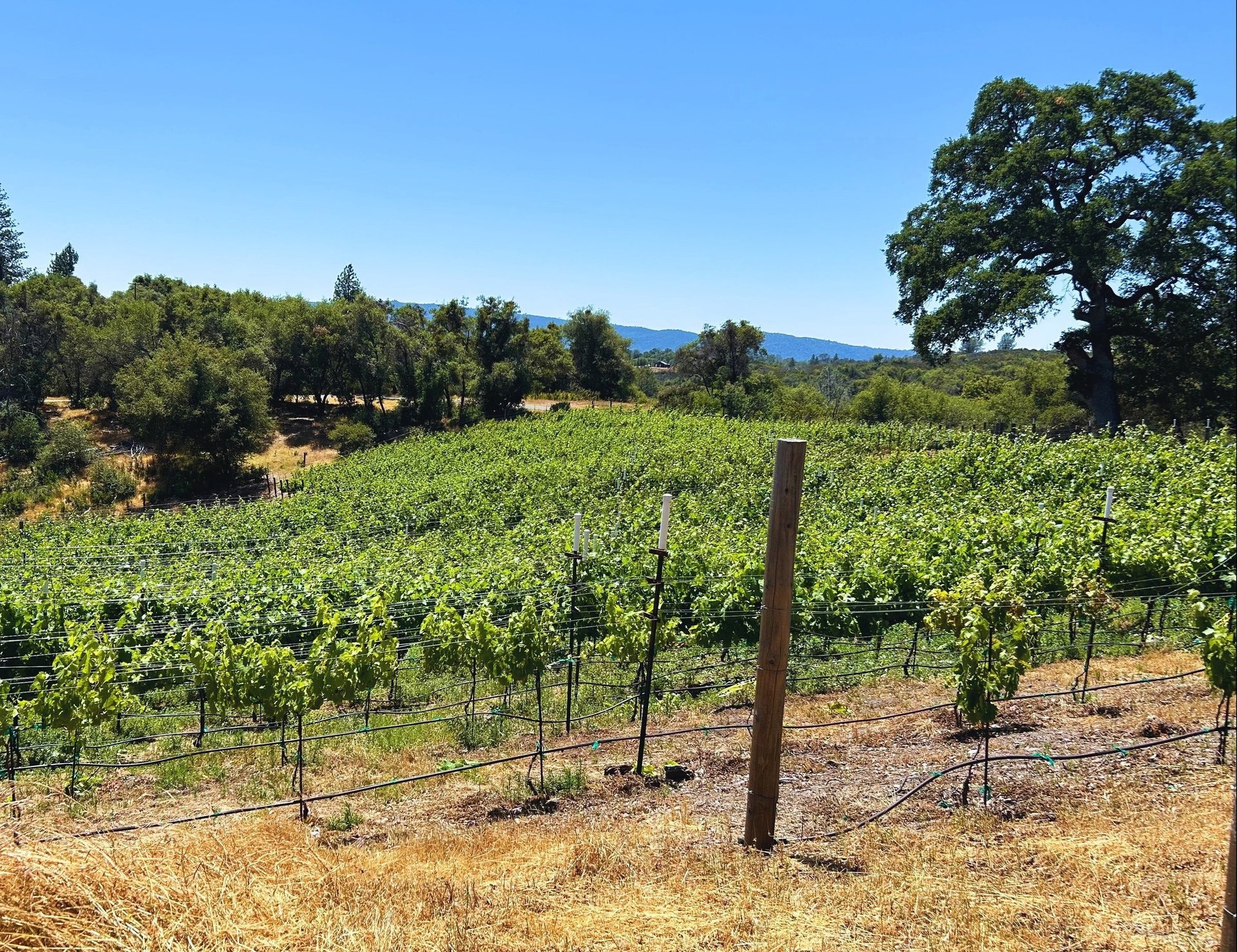Rows of grape vines with trees in the background