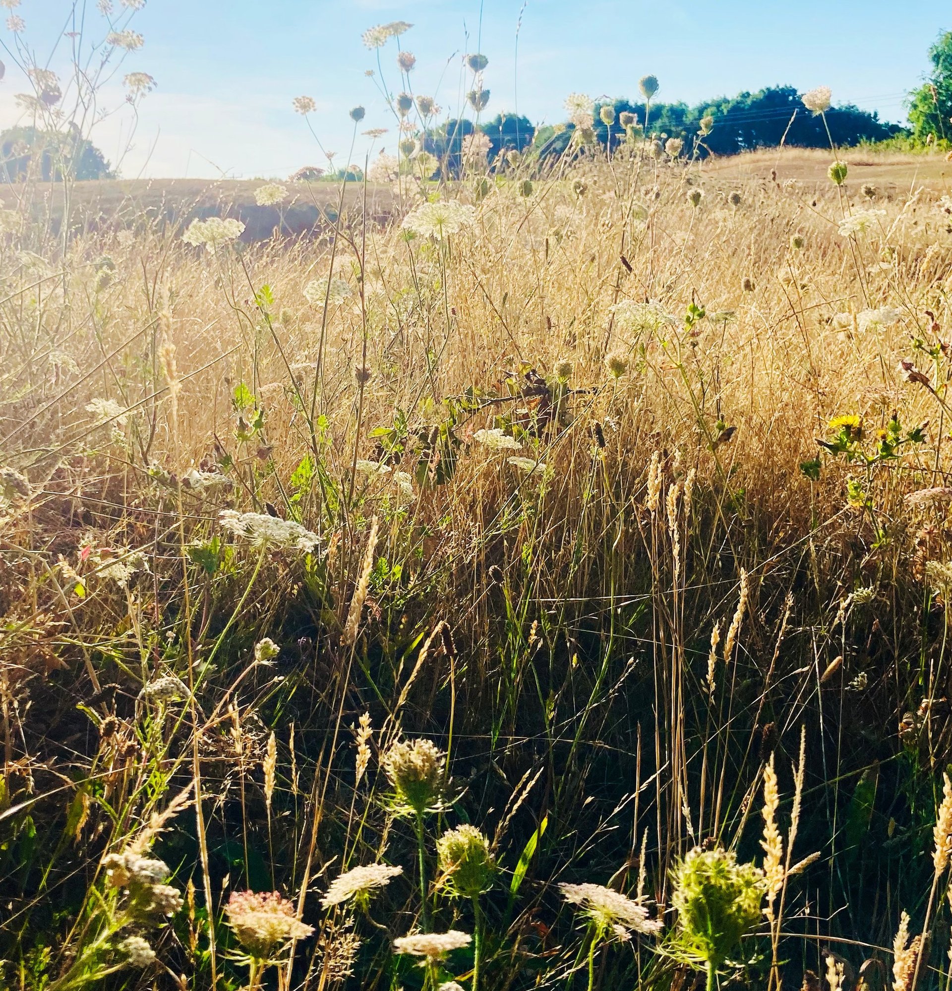 Summer meadow at Cams in Portchester